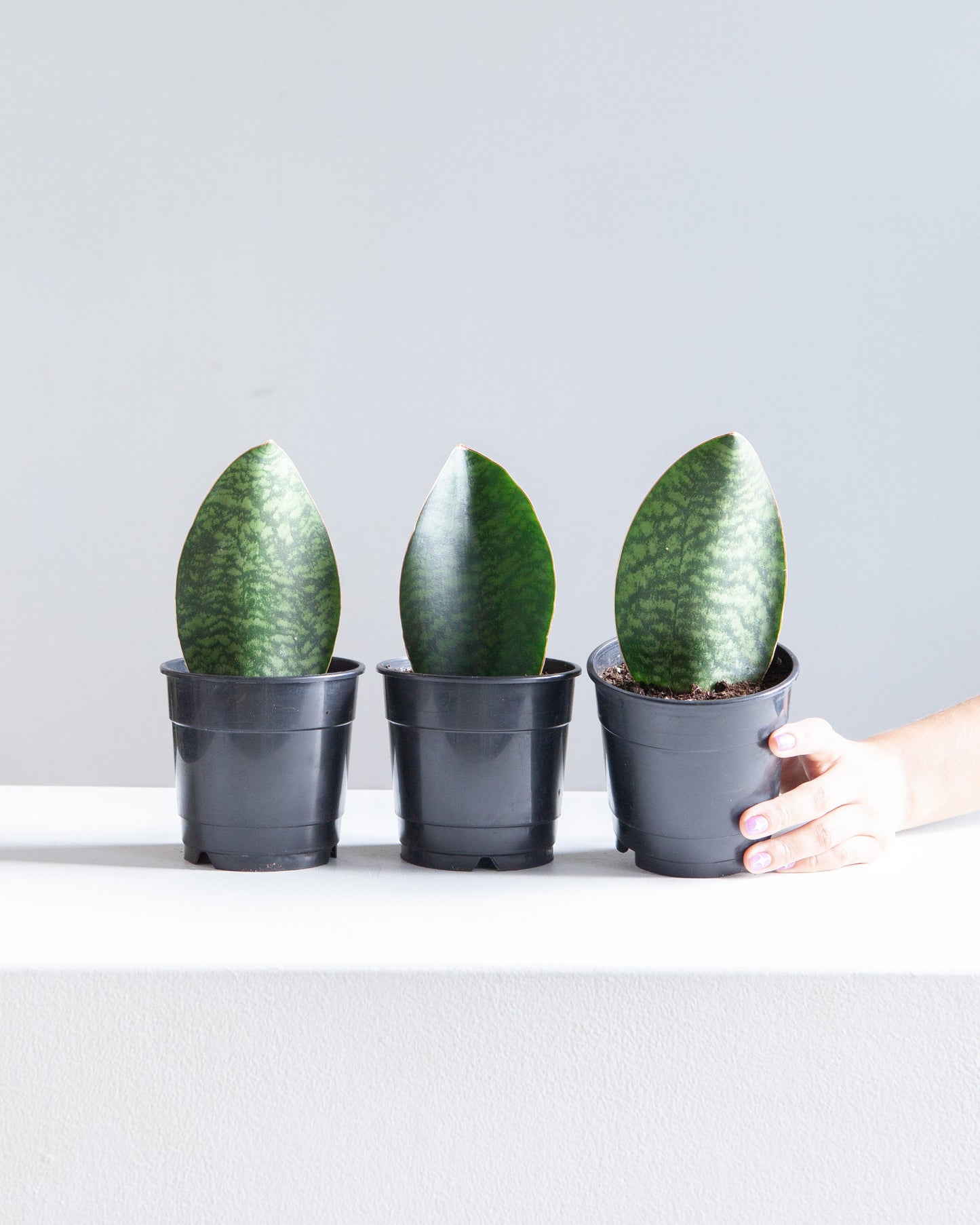 Whale Fin Snake Plant: Sansevieria masoniana - 4 inch pot — indoor plant — indoor plant for sale by Promise Supply for delivery and pickup in Toronto.