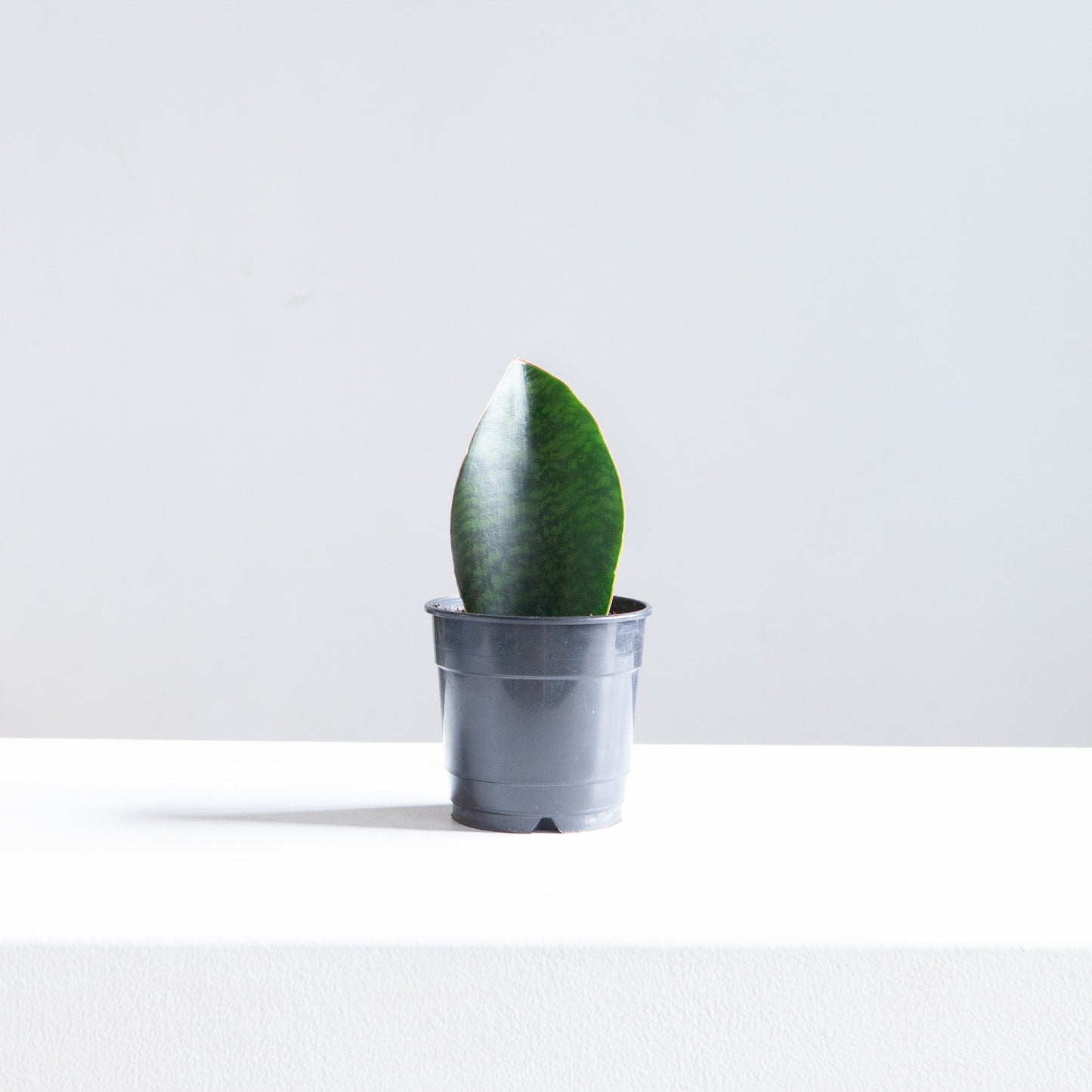 Whale Fin Snake Plant: Sansevieria masoniana - 4 inch pot — indoor plant — indoor plant for sale by Promise Supply for delivery and pickup in Toronto.