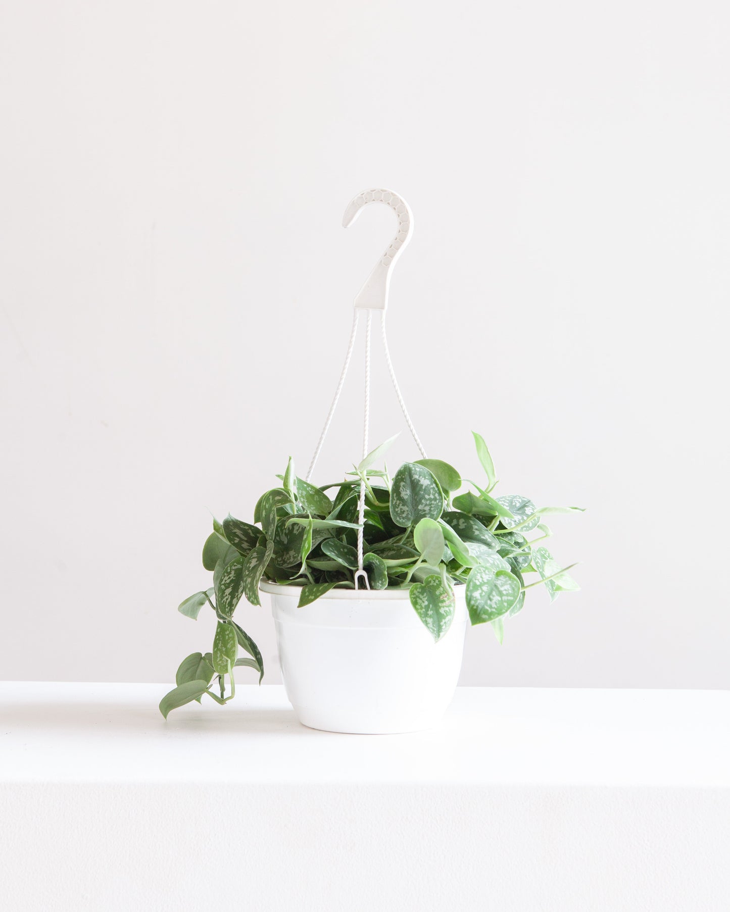 Silvery Ann Pothos: Scindapsus pictus - 8 inch hanging basket — indoor plant — indoor plant for sale by Promise Supply for delivery and pickup in Toronto.