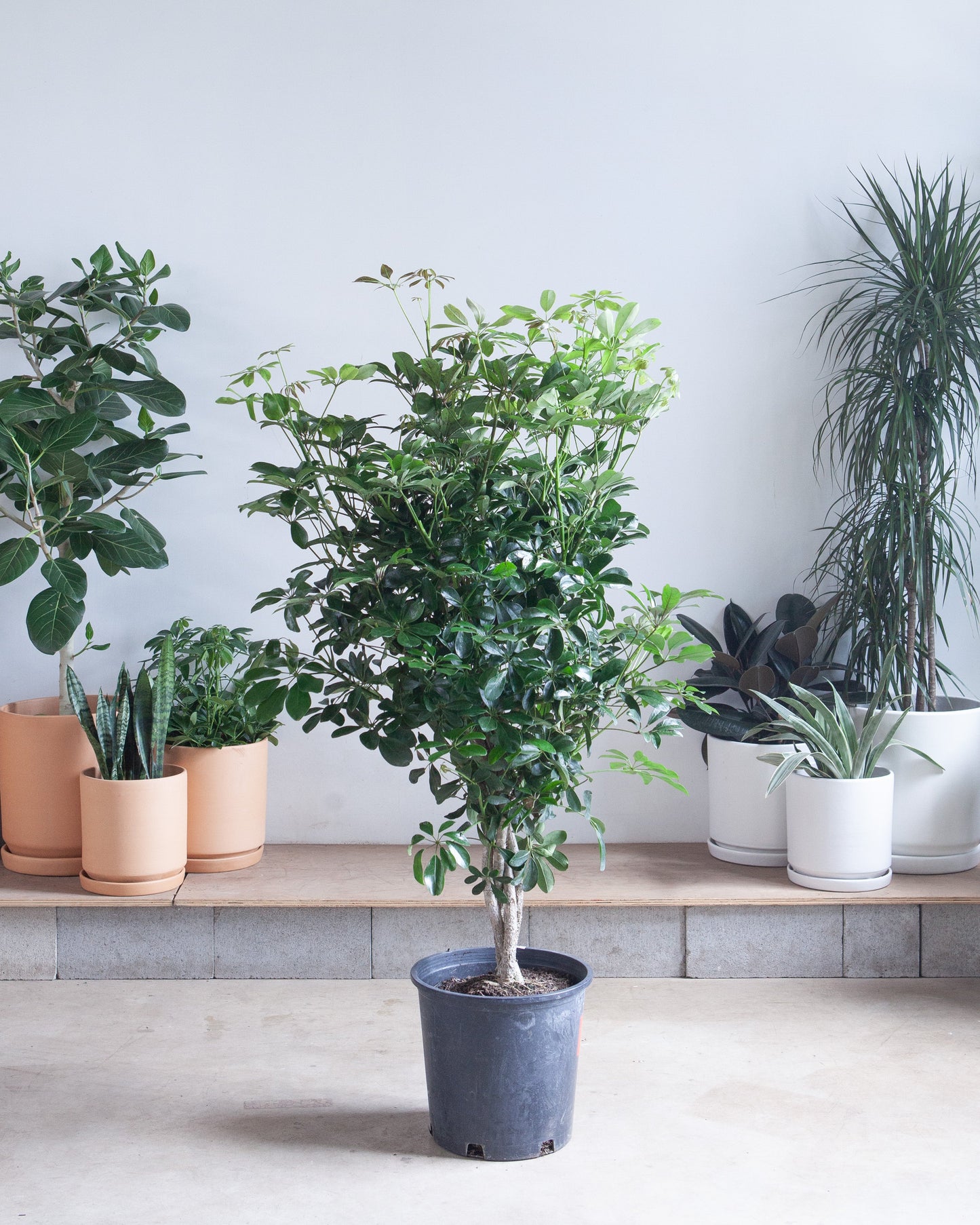 Braided Dwarf Umbrella Tree: Schefflera arboricola - 14 inch pot - 5-6' Tall — indoor plant — indoor plant for sale by Promise Supply for delivery and pickup in Toronto.