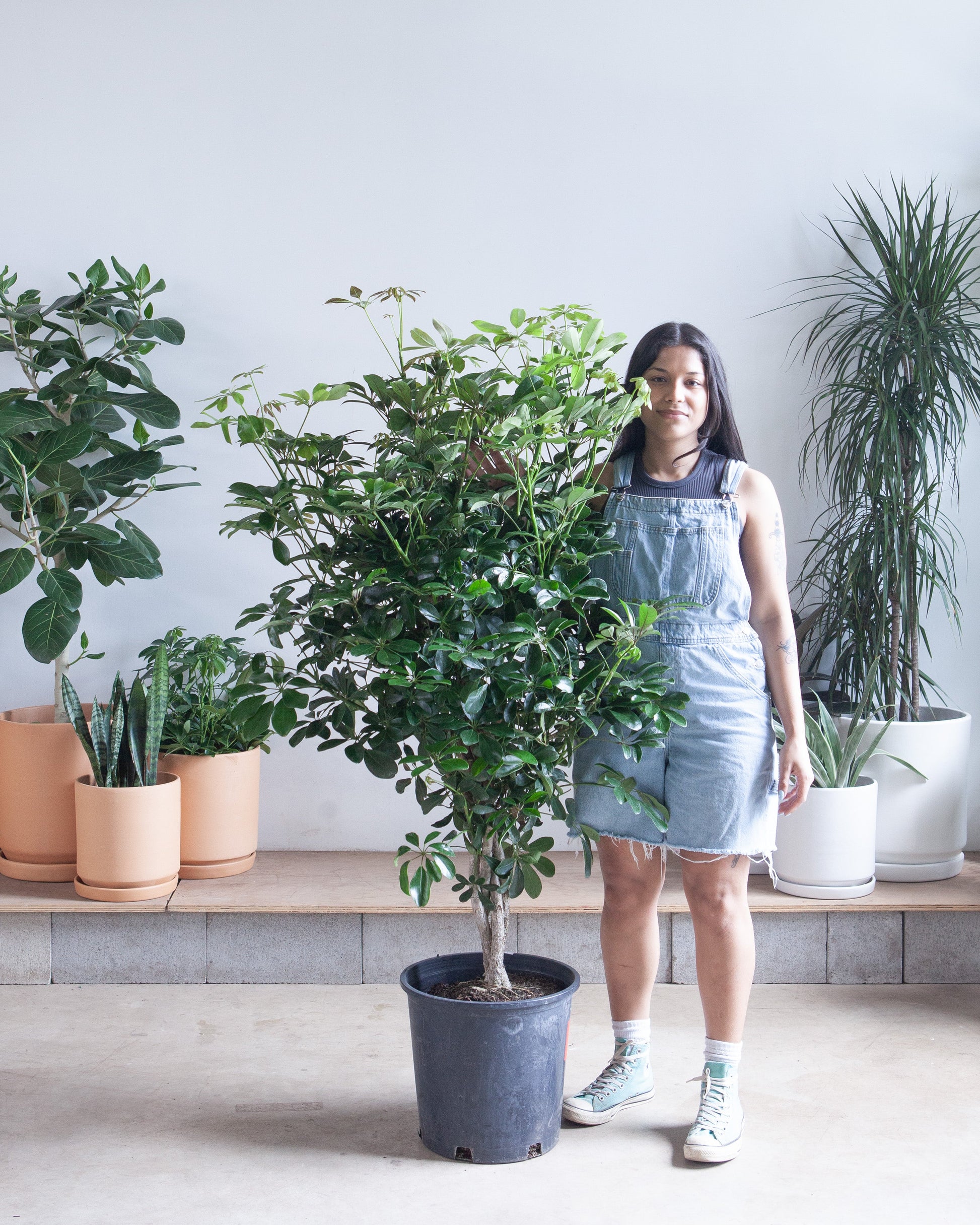 Braided Dwarf Umbrella Tree: Schefflera arboricola - 14 inch pot - 5-6' Tall — indoor plant — indoor plant for sale by Promise Supply for delivery and pickup in Toronto.