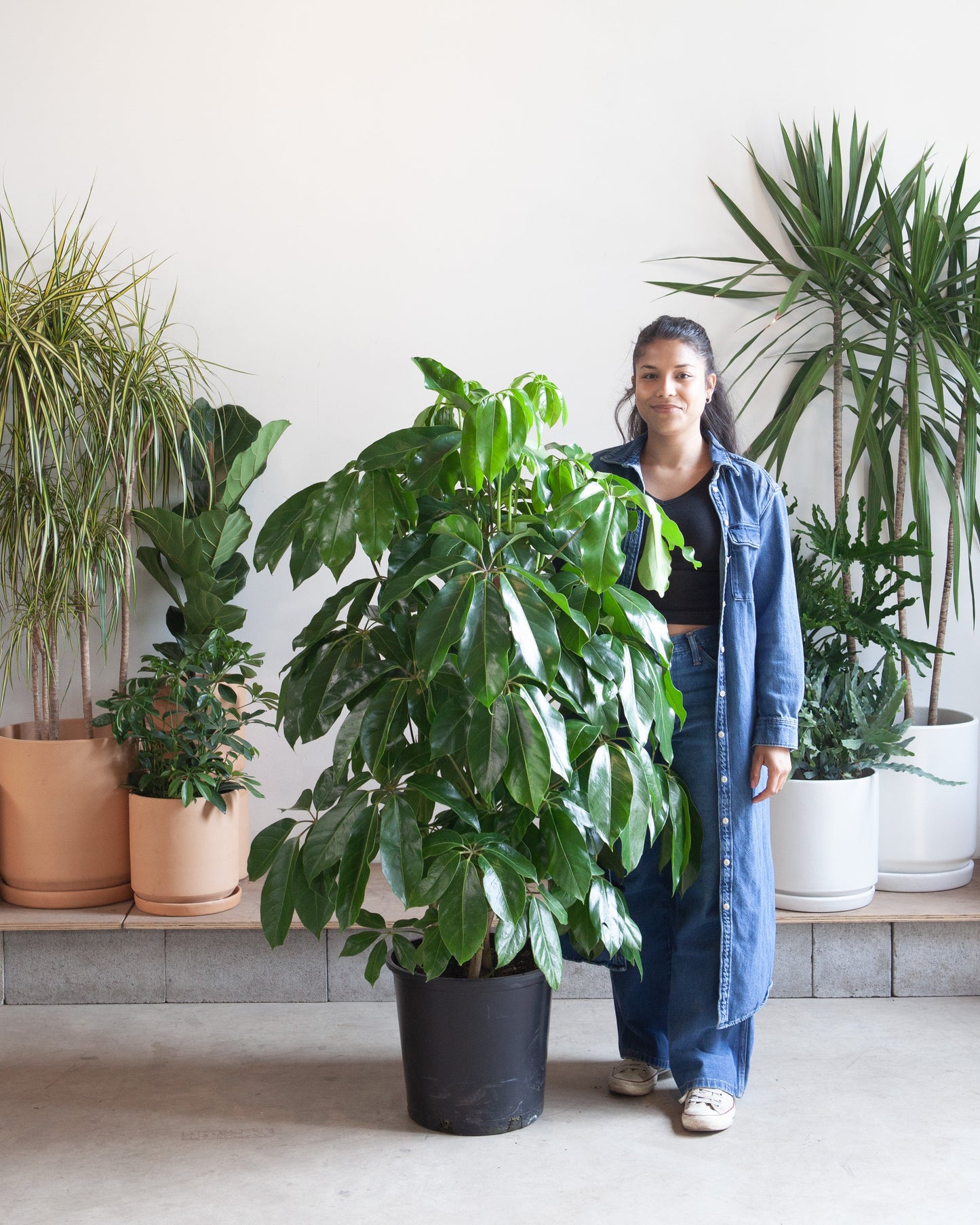 Amate Umbrella Tree: Schefflera actinophylla - 14 inch pot - 4-6 foot tall
