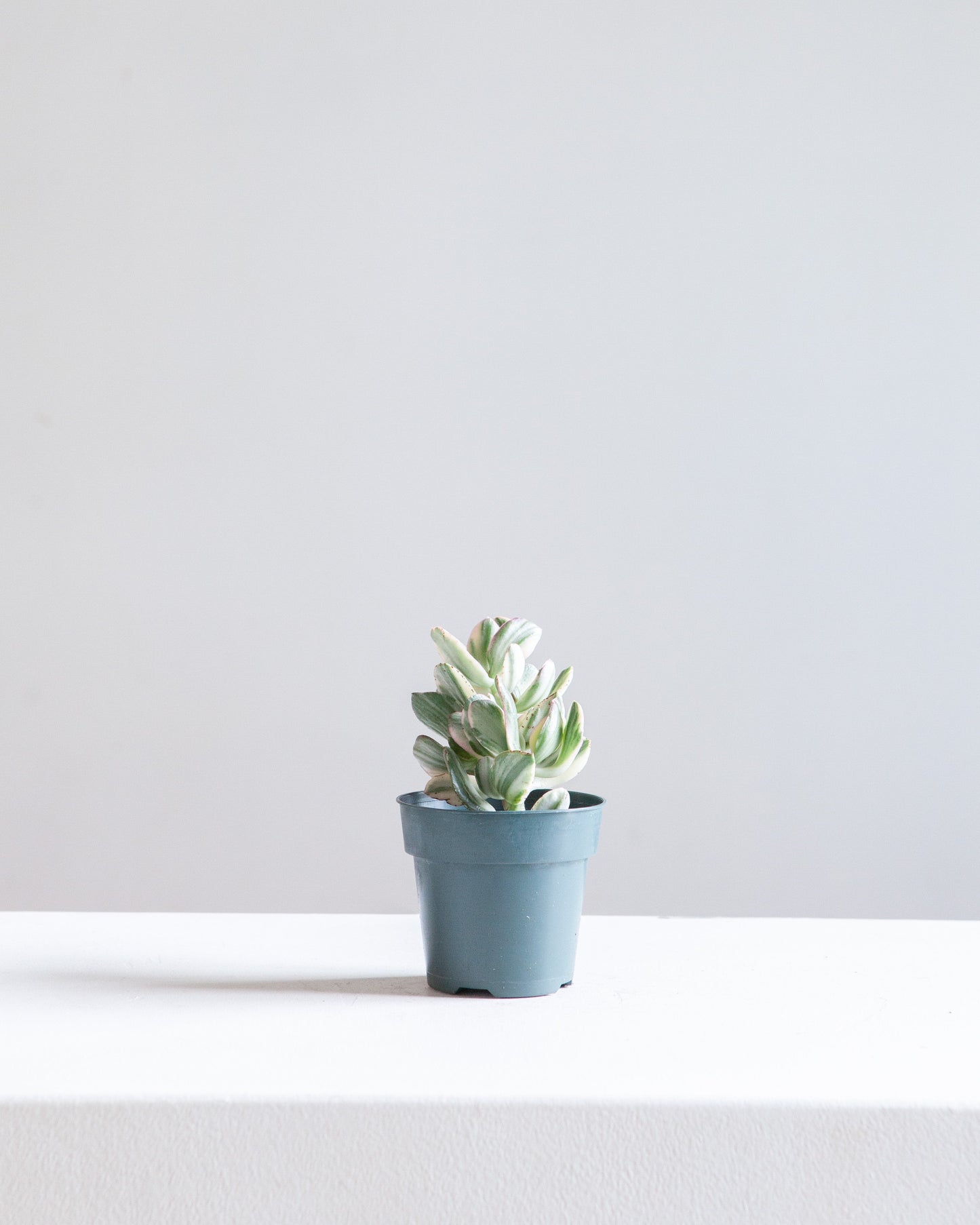 Variegated Jade Plant: Crassula ovata - 4 inch pot — indoor plant — indoor plant for sale by Promise Supply for delivery and pickup in Toronto.