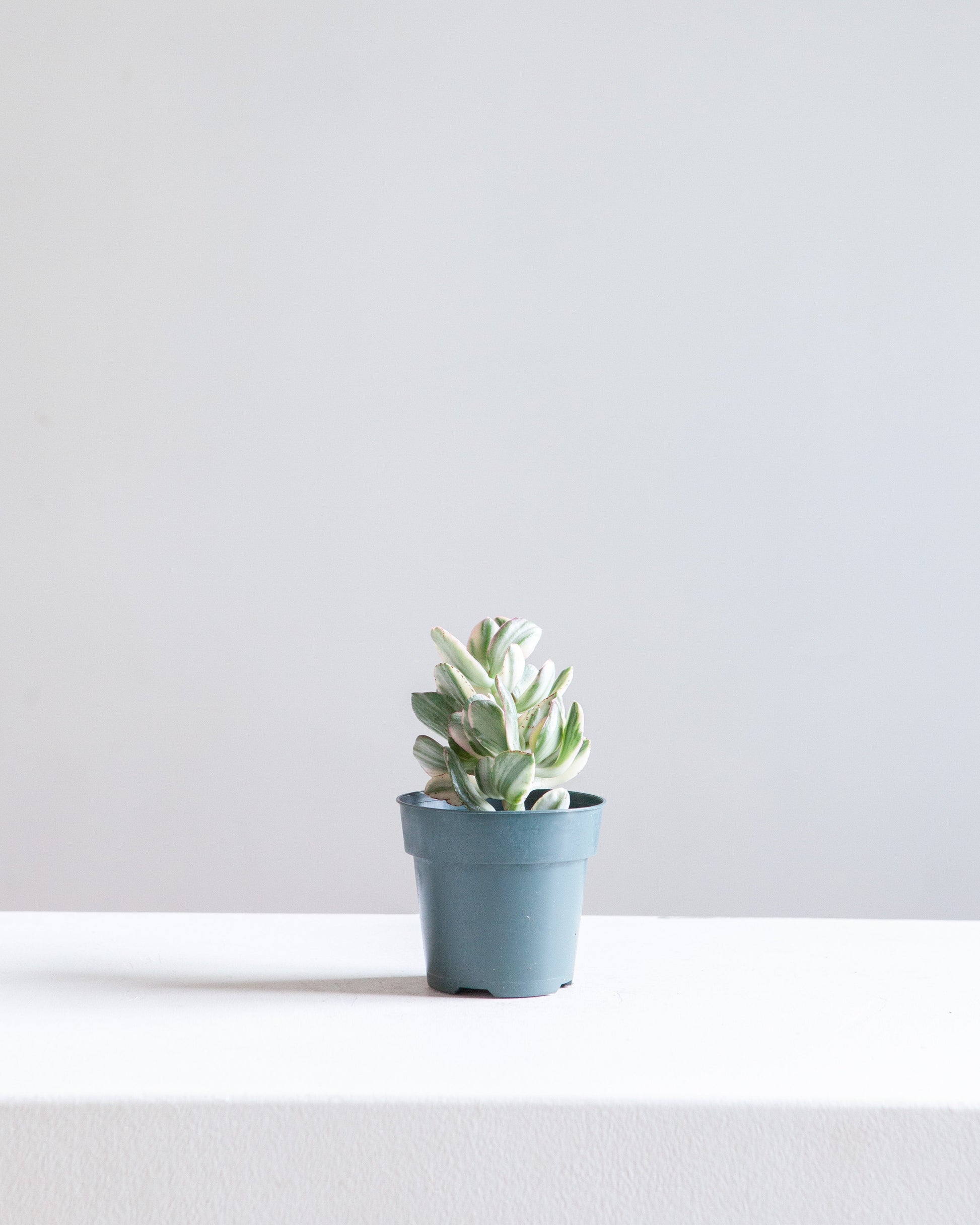 Variegated Jade Plant: Crassula ovata - 4 inch pot — indoor plant — indoor plant for sale by Promise Supply for delivery and pickup in Toronto.