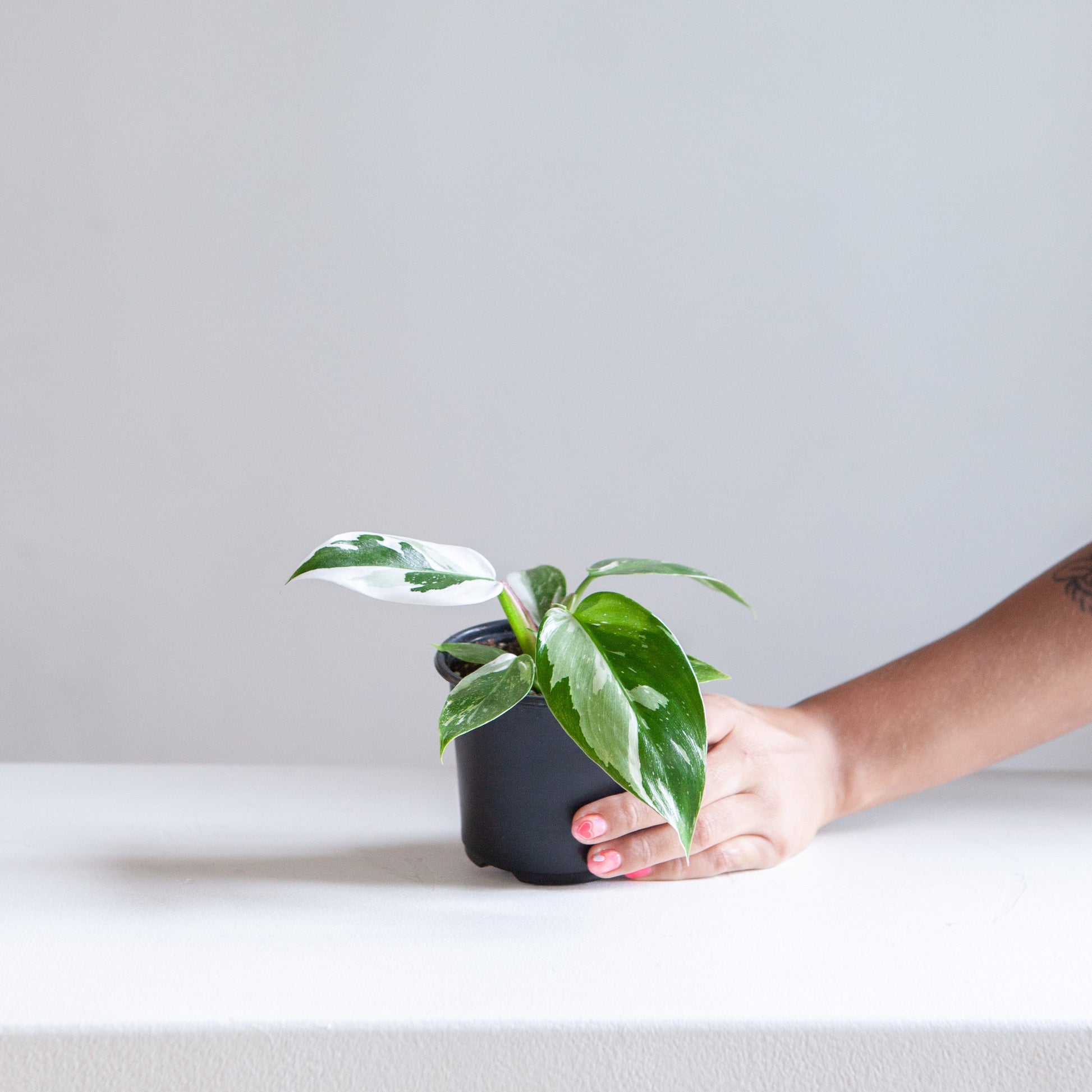 White Princess: Philodendron sp. - 4 inch pot — in white planter — indoor plant for sale by Promise Supply for delivery and pickup in Toronto.