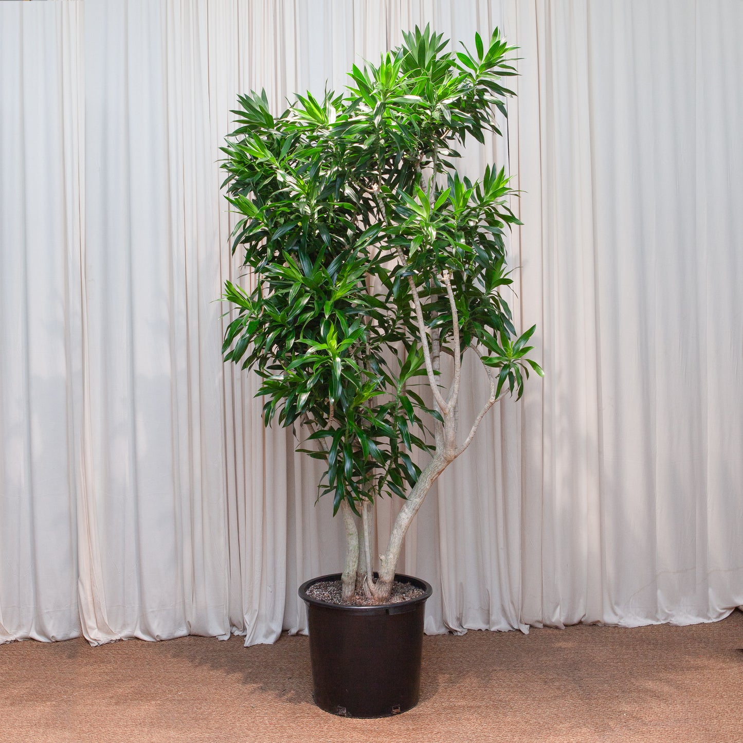 Pleomele: Dracaena reflexa - 17 inch pot - 6-8 foot tall