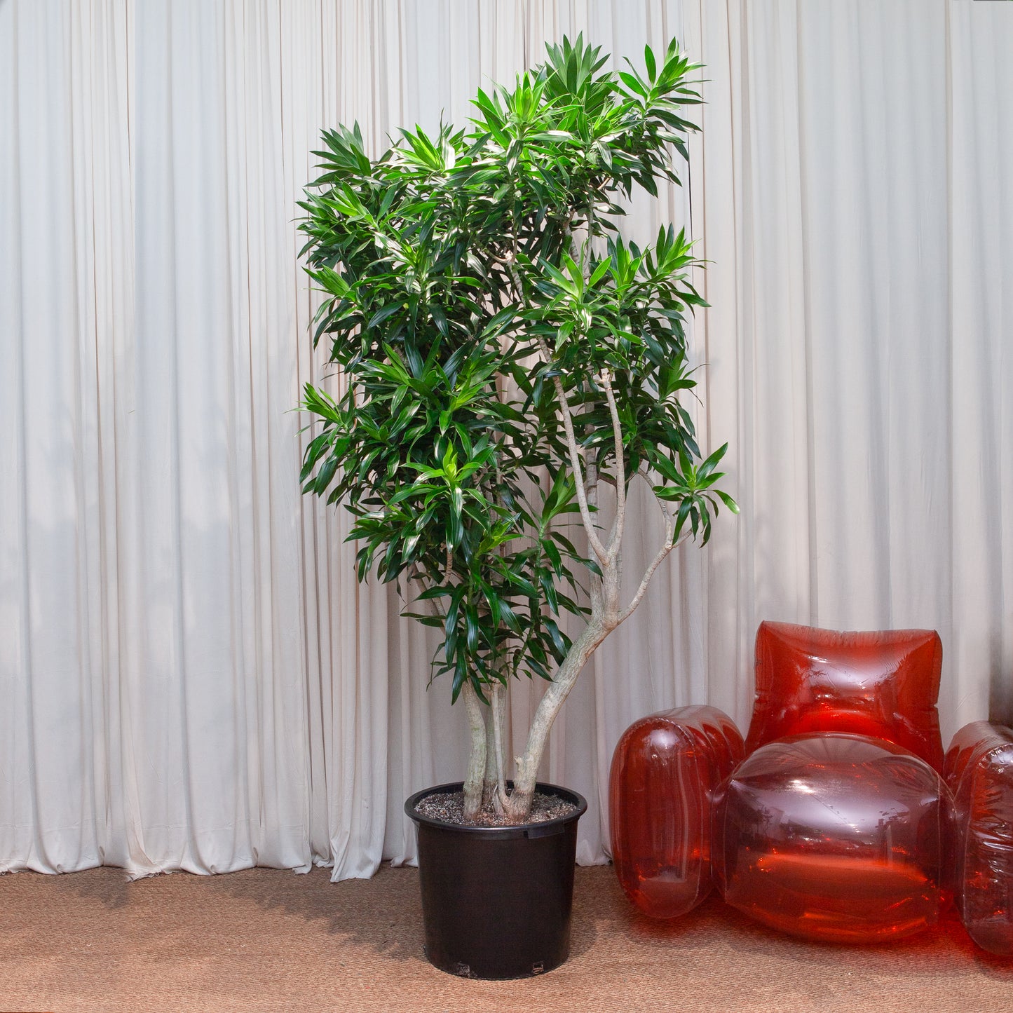 Pleomele: Dracaena reflexa - 17 inch pot - 6-8 foot tall