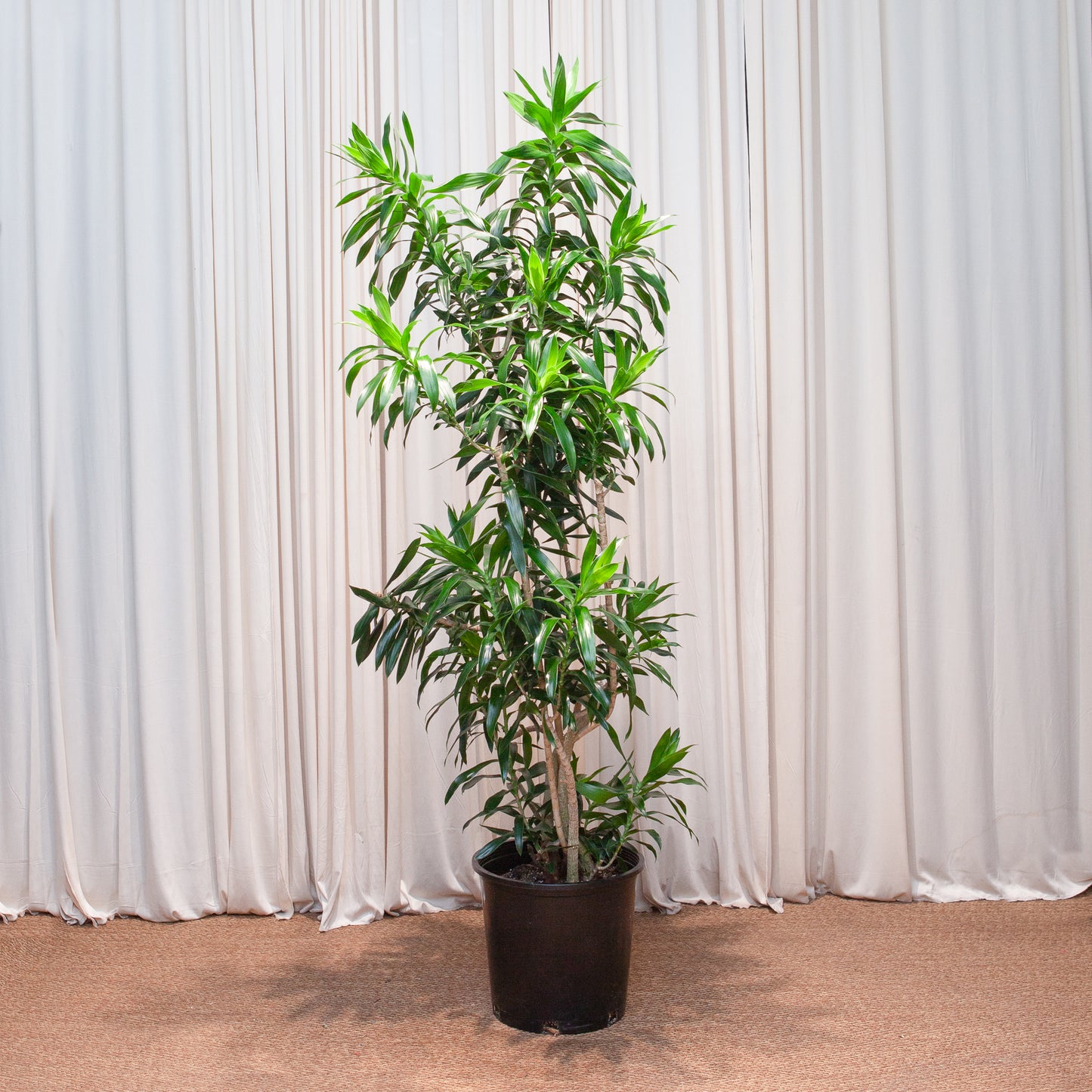 Pleomele: Dracaena reflexa - 14 inch pot - 5-6 foot tall