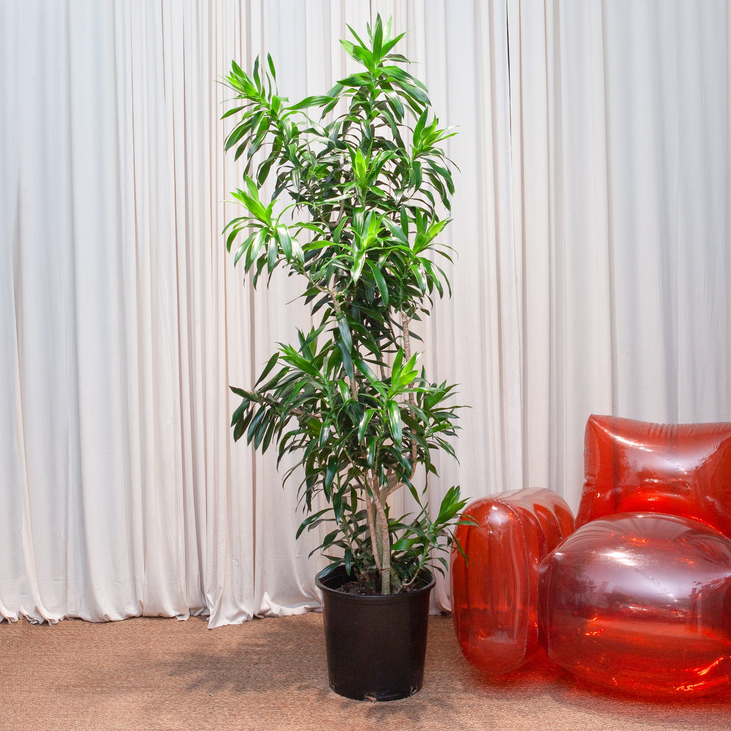 Pleomele: Dracaena reflexa - 14 inch pot - 5-6 foot tall