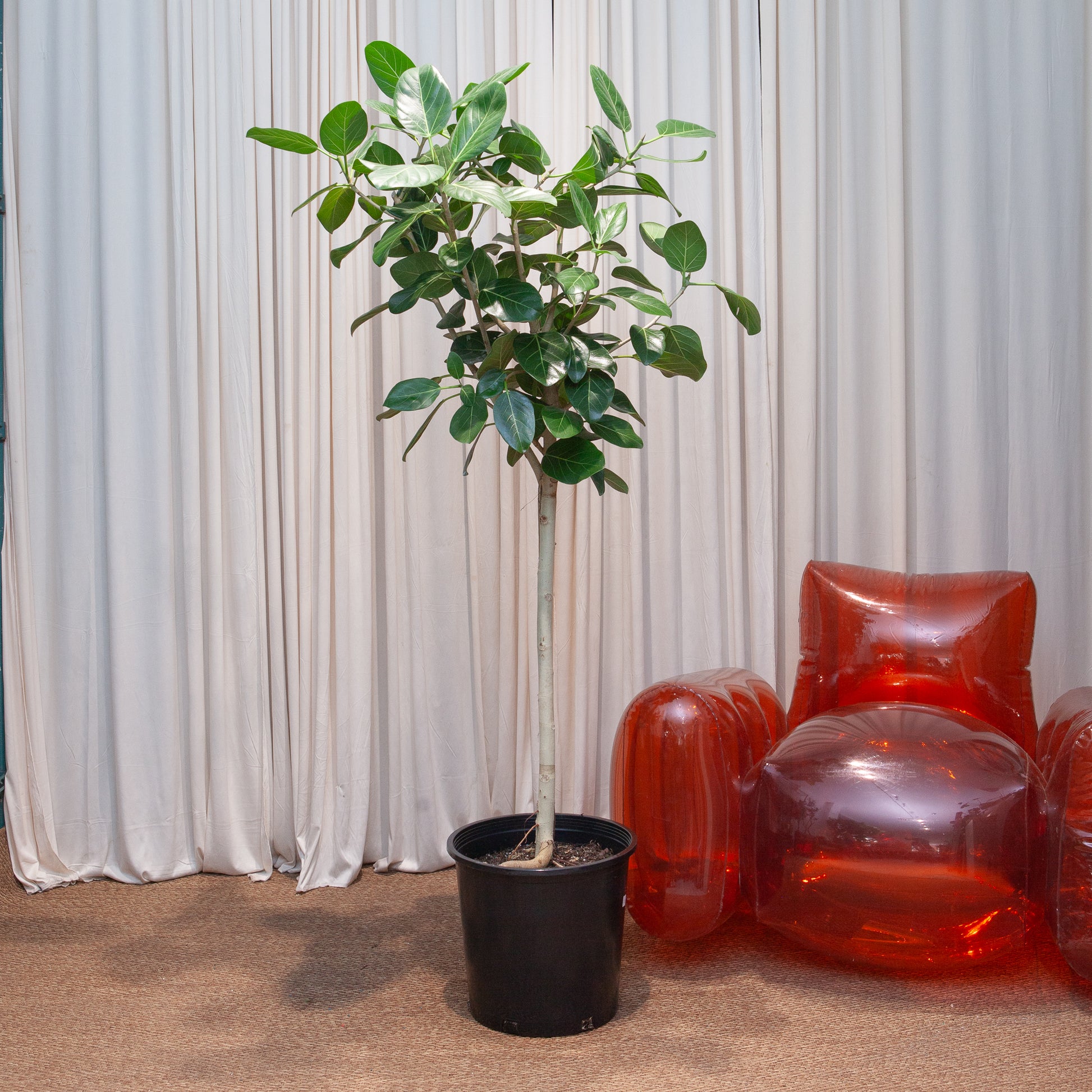 Ficus Audrey: Ficus benghalensis - 14 inch pot - 5-8 foot tall — indoor plant — indoor plant for sale by Promise Supply for delivery and pickup in Toronto.