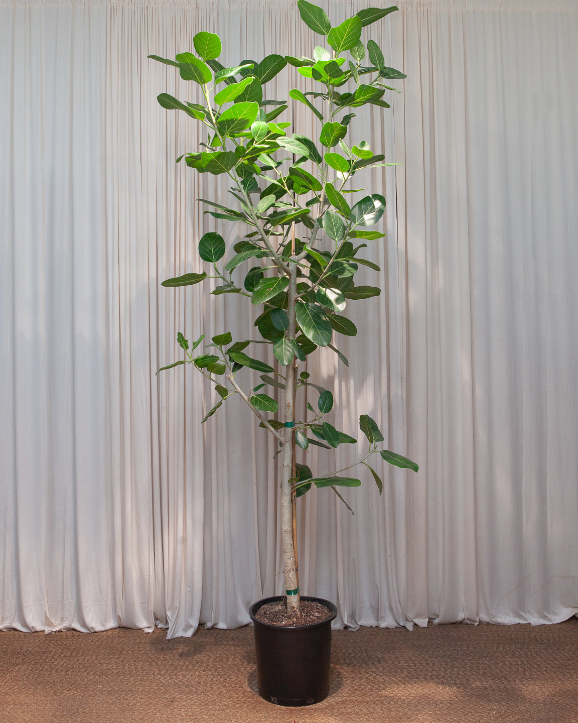Ficus Audrey: Ficus benghalensis - 14 inch pot - 5-8 foot tall — indoor plant — indoor plant for sale by Promise Supply for delivery and pickup in Toronto.
