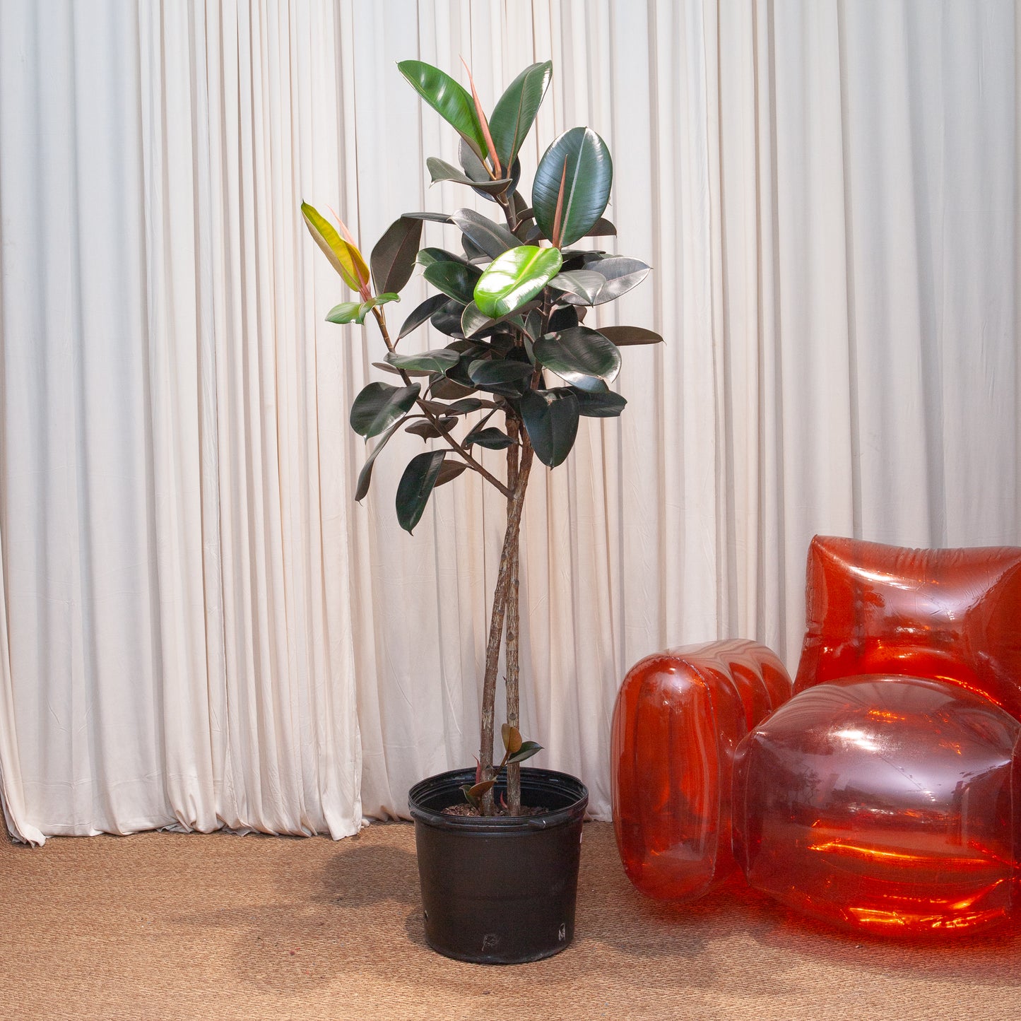 Burgundy Rubber Tree: Ficus elastica - 14 inch pot - 5.5-6 foot tall