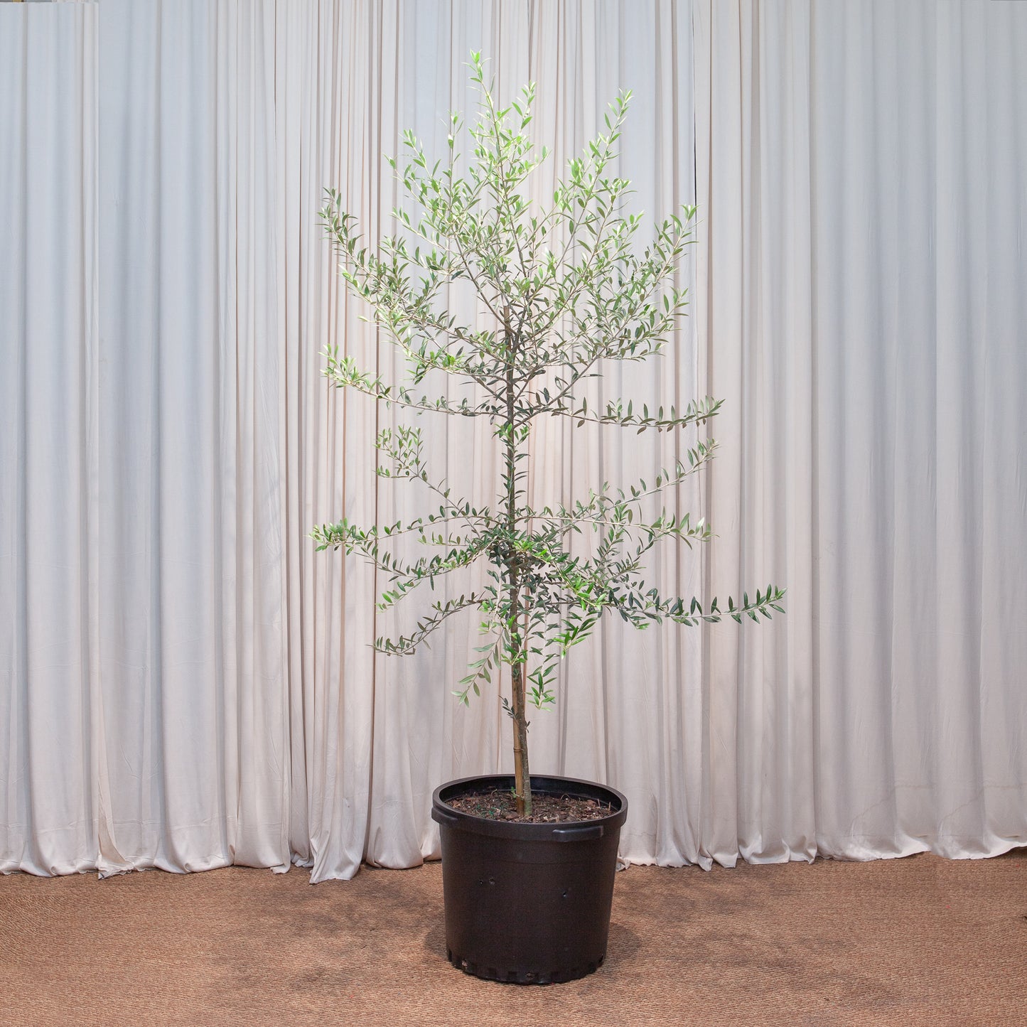 Olive Tree: Olea europaea 'Arbequina' - 18 inch pot - 6-7 foot tall