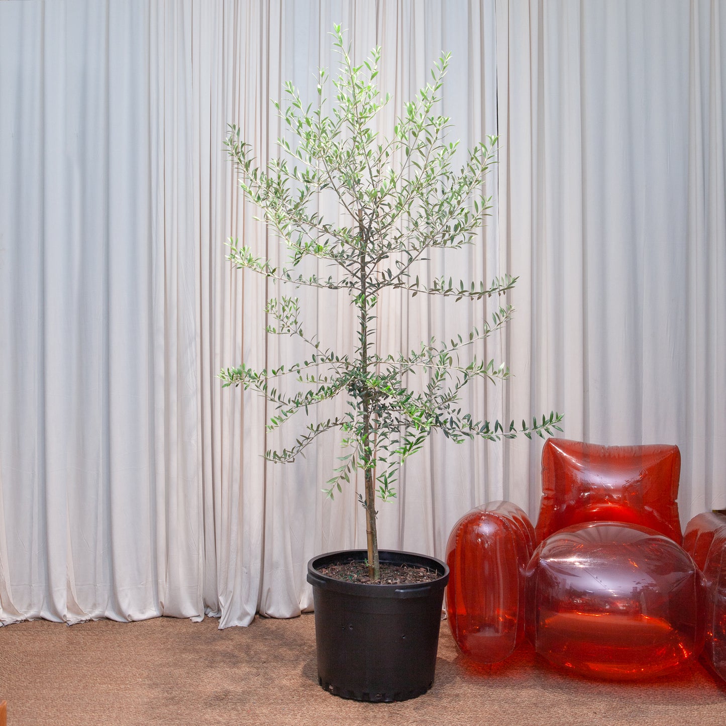 Olive Tree: Olea europaea 'Arbequina' - 18 inch pot - 6-7 foot tall