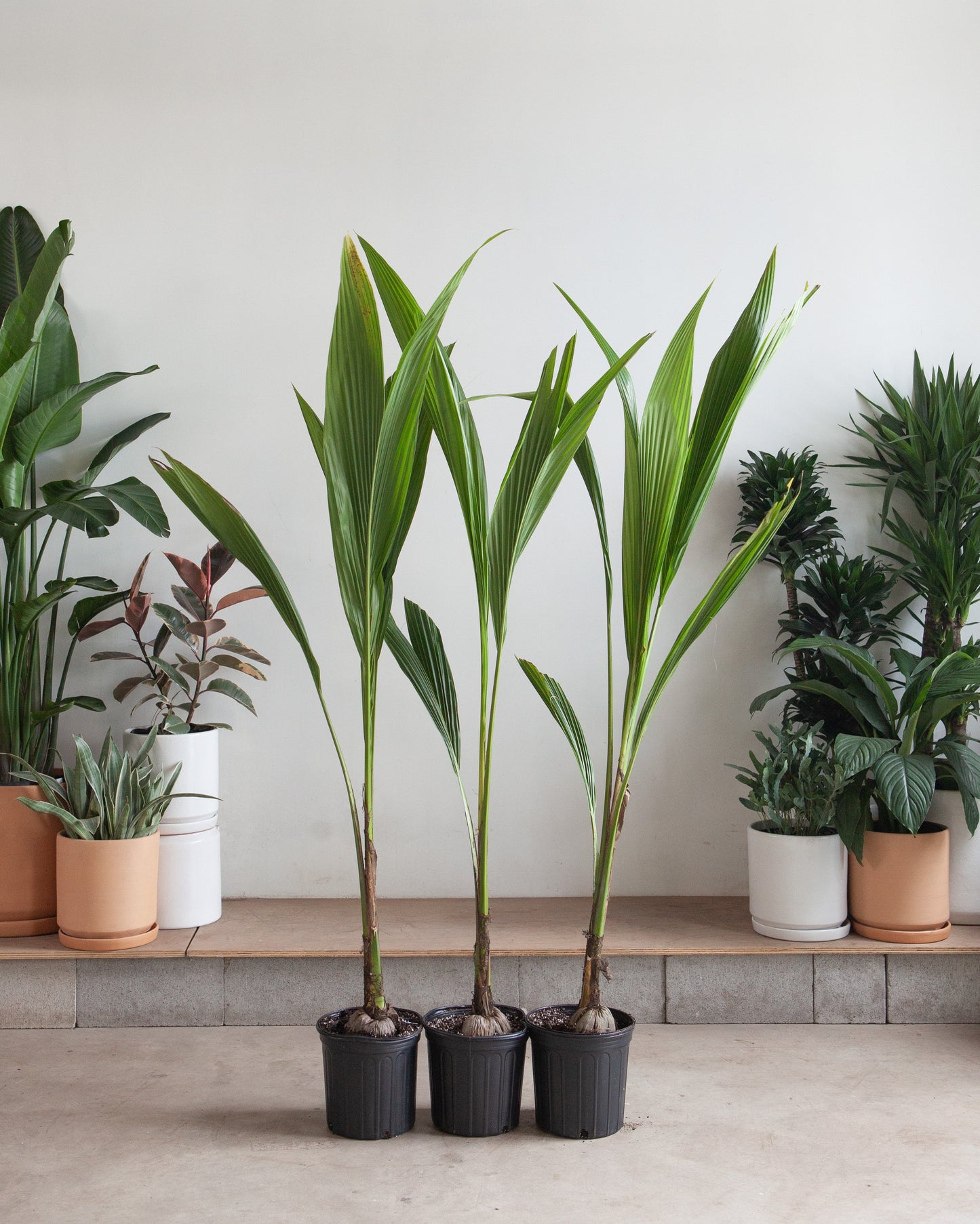 Coconut Palm: Cocos nucifera - 10 inch pot - 2.5-3.5 foot tall