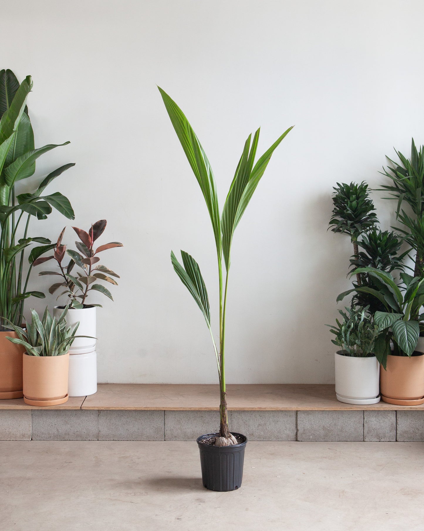 Coconut Palm: Cocos nucifera - 10 inch pot - 2.5-3.5 foot tall