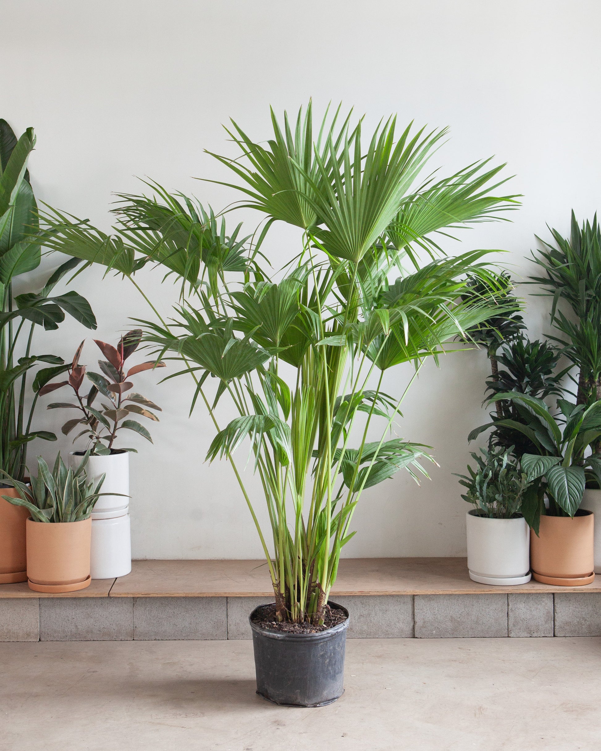 Chinese Fan Palm: Livistona chinensis - 14 inch pot - 5-5.5 foot tall — indoor plant — indoor plant for sale by Promise Supply for delivery and pickup in Toronto.