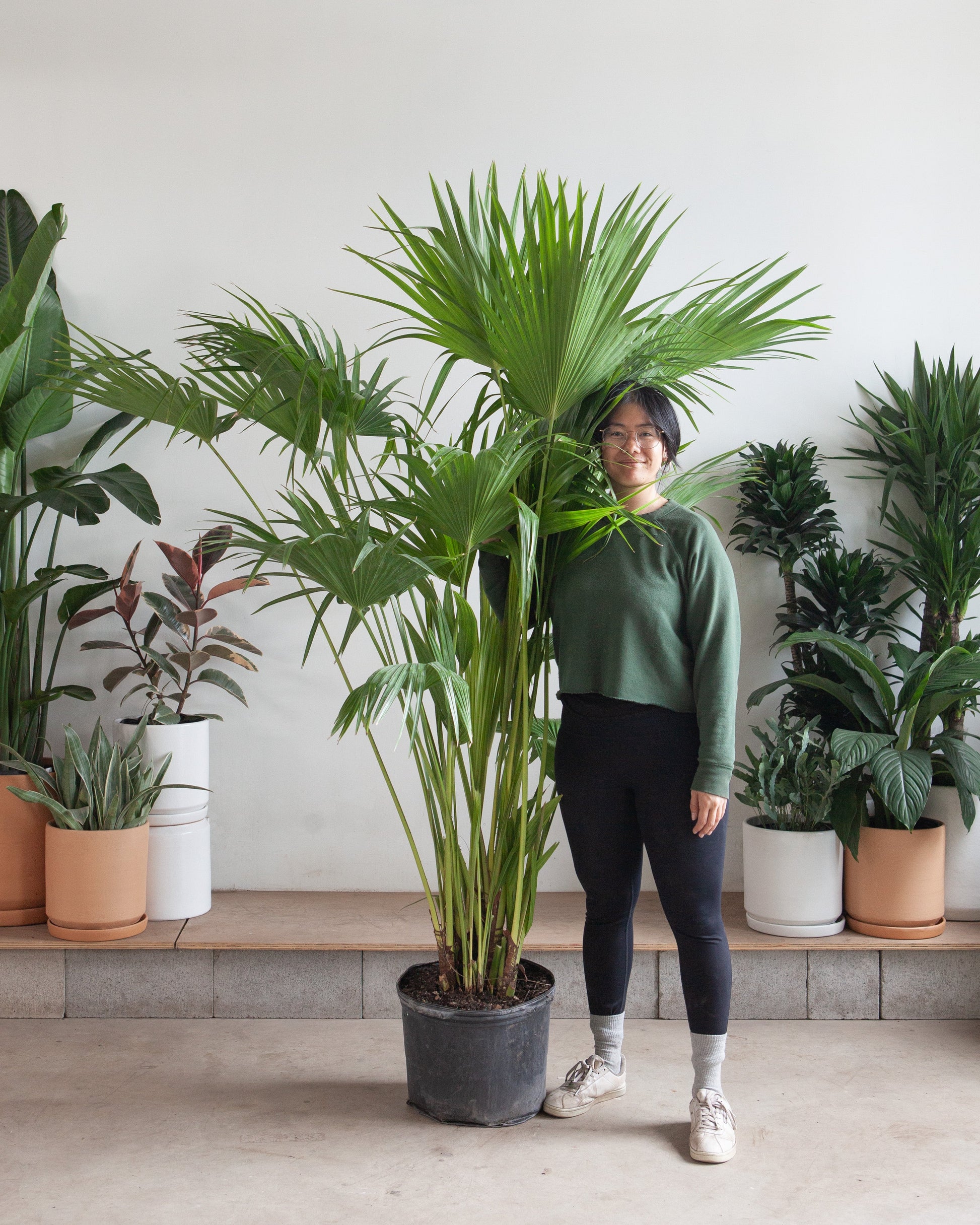 Chinese Fan Palm: Livistona chinensis - 14 inch pot - 5-5.5 foot tall — indoor plant — indoor plant for sale by Promise Supply for delivery and pickup in Toronto.