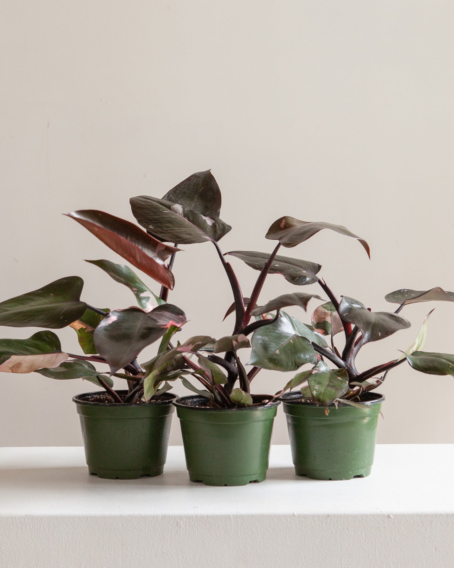 Pink Princess: Philodendron erubescens - 6 inch pot