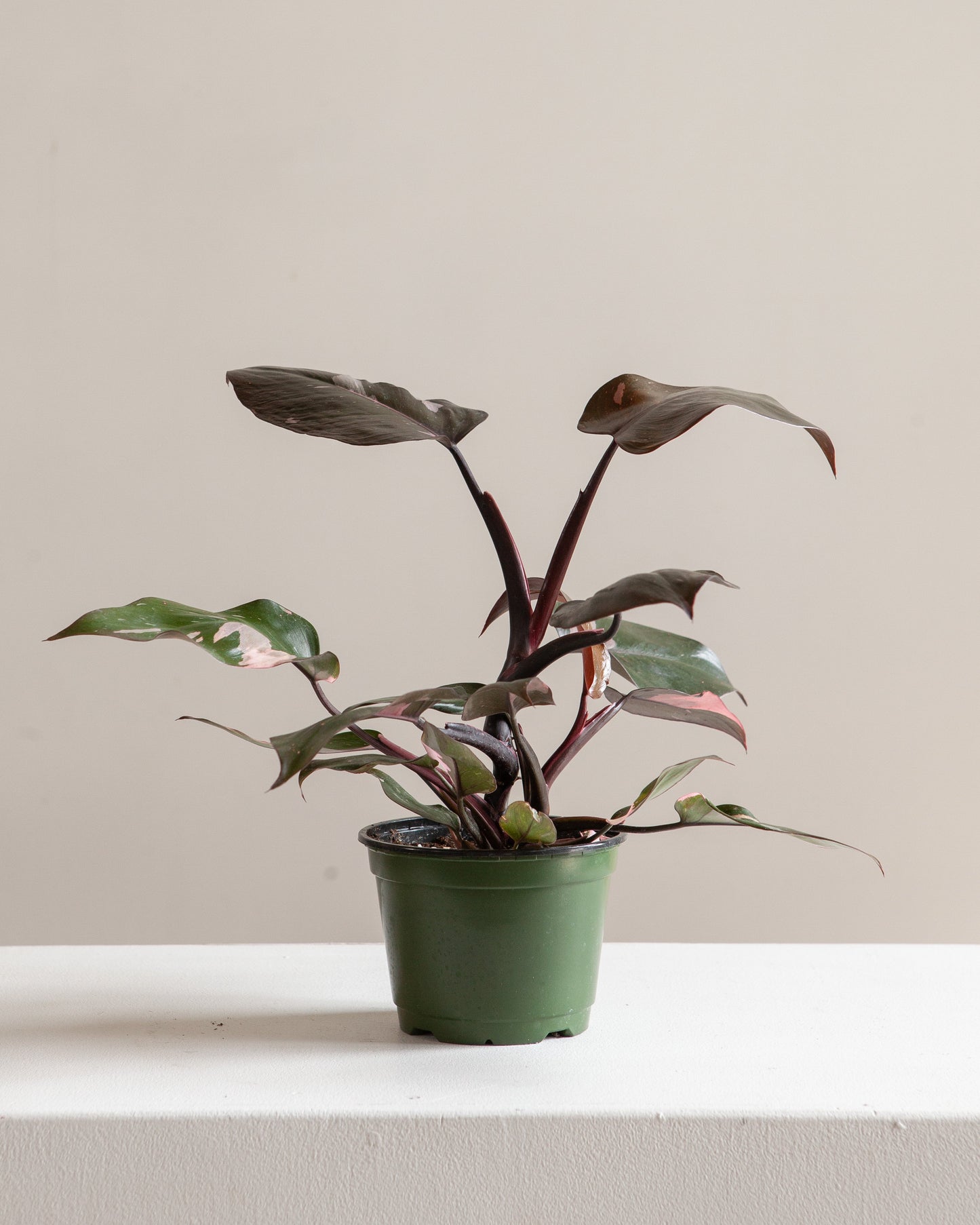 Pink Princess: Philodendron erubescens - 6 inch pot