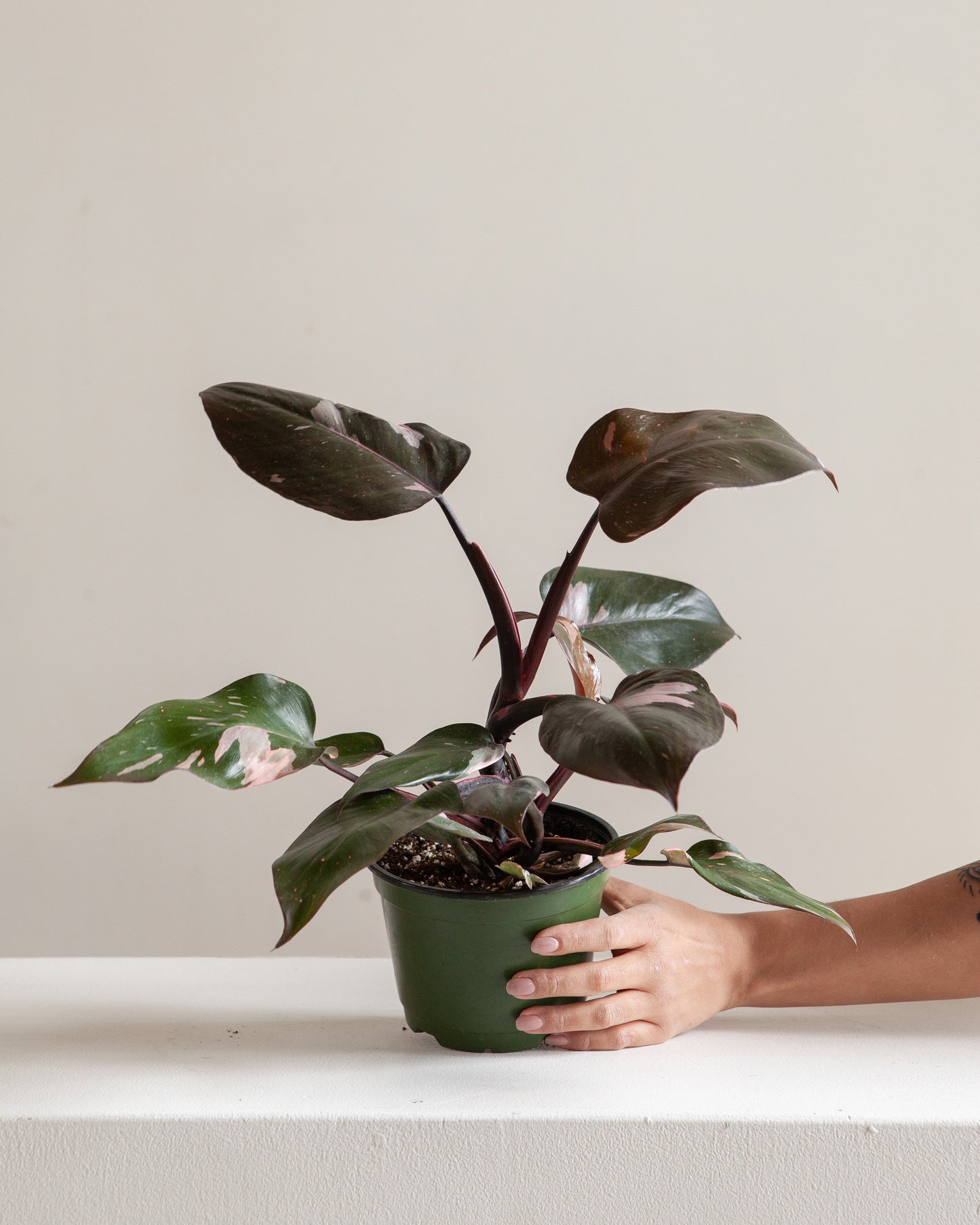 Pink Princess: Philodendron erubescens - 6 inch pot