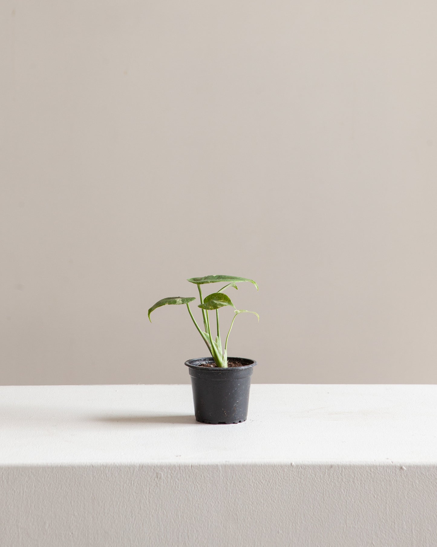 Variegated Monstera: Monstera deliciosa 'Thai Constellation' - 4 inch pot