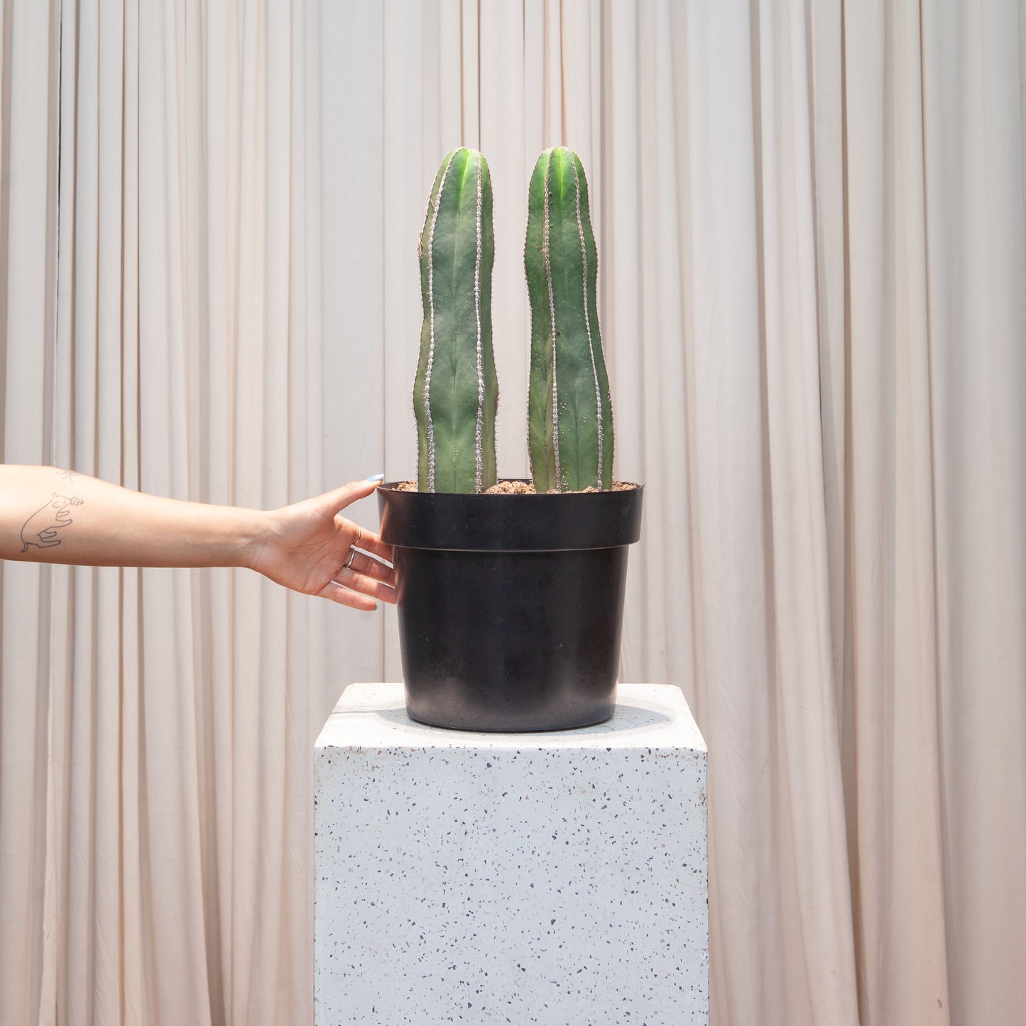 Mexican Fence Post Cactus: Lophocereus marginatus - 10 inch pot — indoor plant — indoor plant for sale by Promise Supply for delivery and pickup in Toronto.