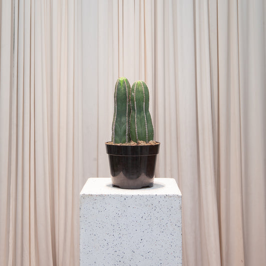 Mexican Fence Post Cactus: Lophocereus marginatus - 8 inch pot — indoor plant — indoor plant for sale by Promise Supply for delivery and pickup in Toronto.