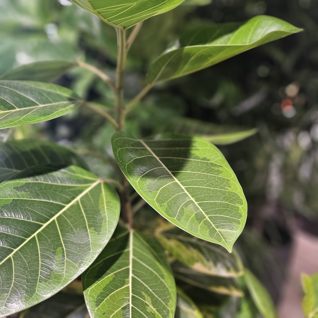 Yellow Gem Fig Tree (Ficus altissima) in a 10 inch pot. Indoor plant for sale by Promise Supply for delivery and pickup in Toronto