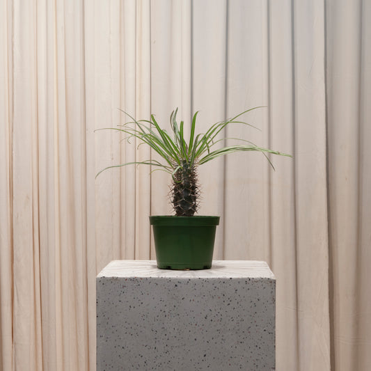 Madagascar Palm: Pachypodium lamerei - 6 inch pot — plant in pot — indoor plant for sale by Promise Supply for delivery and pickup in Toronto.