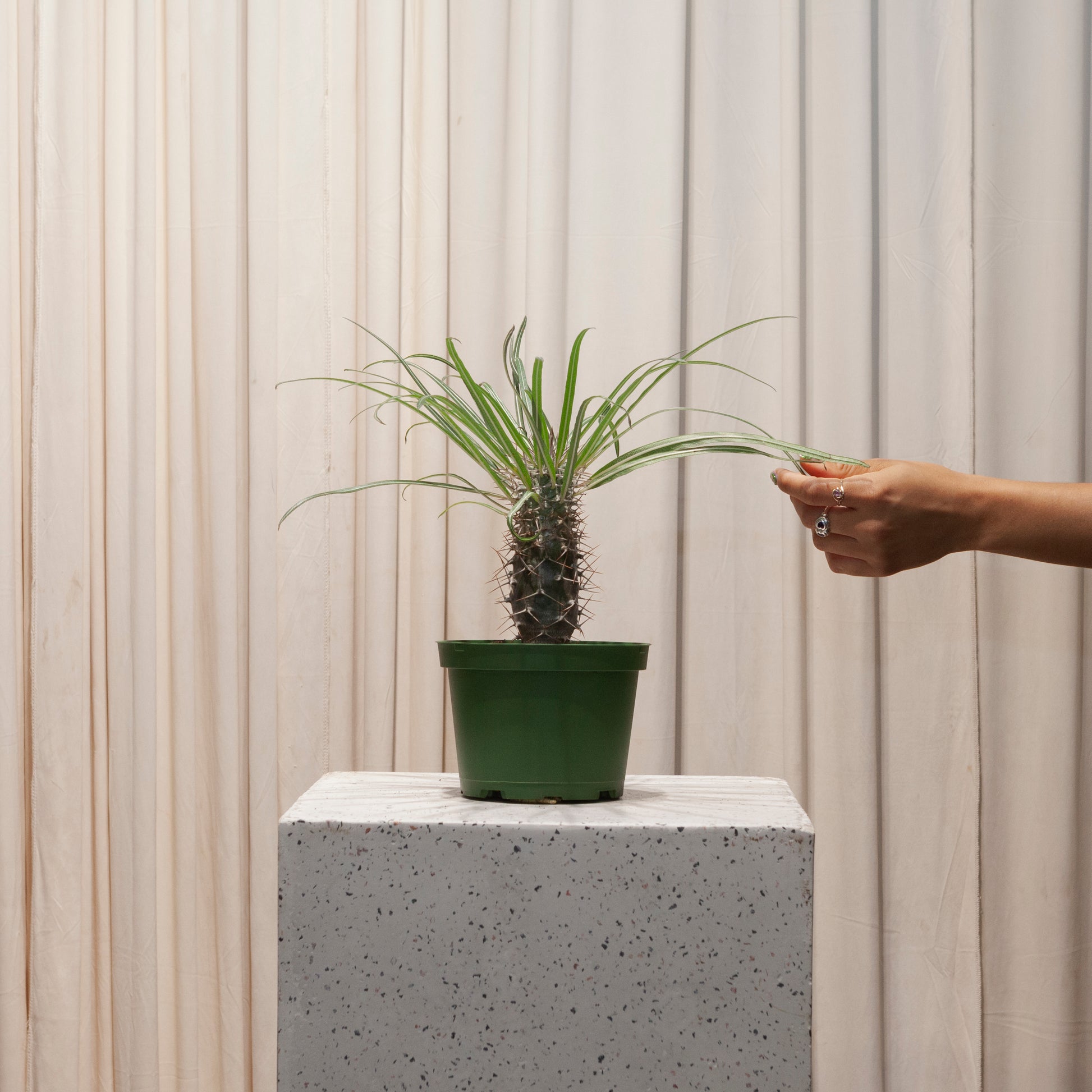 Madagascar Palm: Pachypodium lamerei - 6 inch pot — plant in pot — indoor plant for sale by Promise Supply for delivery and pickup in Toronto.