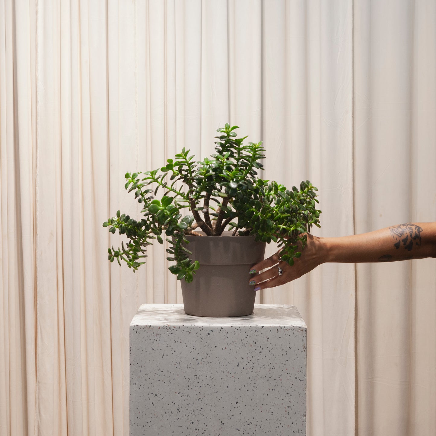 Mini-Leaf Baby Jade: Crassula ovata - 8 inch pot — plant in pot — indoor plant for sale by Promise Supply for delivery and pickup in Toronto.