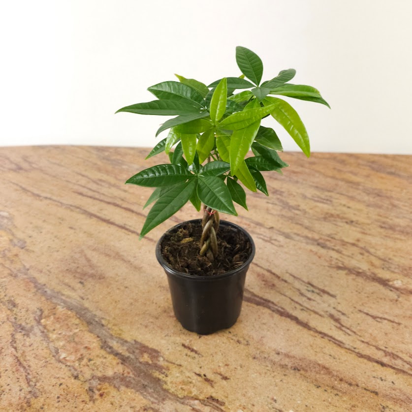 Money Tree: Pachira aquatica - 4 inch pot