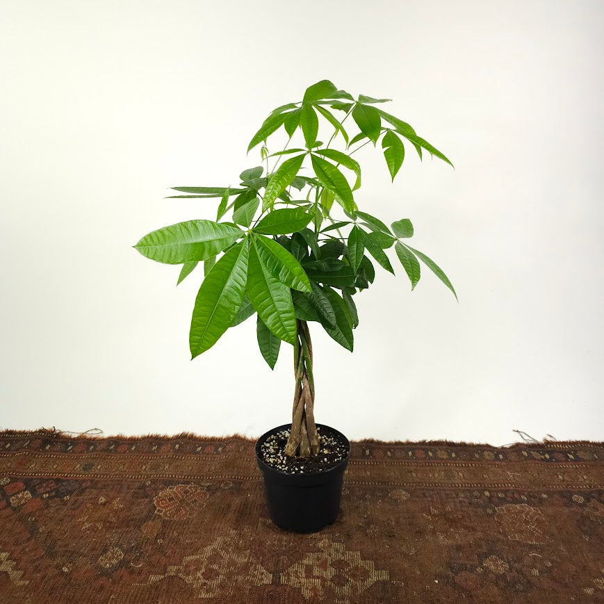 Money Tree: Pachira aquatica - 8 inch pot - 2.5-3 foot tall