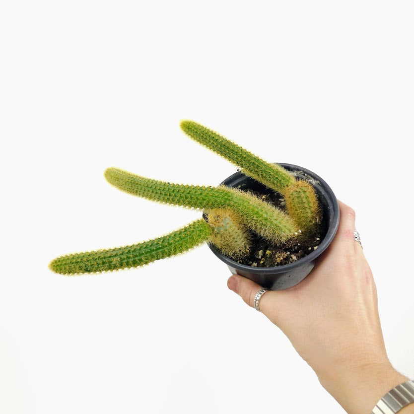 Monkey Tail Cactus: Cleistocactus colademononis - 4 inch pot — plant in pot — indoor plant for sale by Promise Supply for delivery and pickup in Toronto.