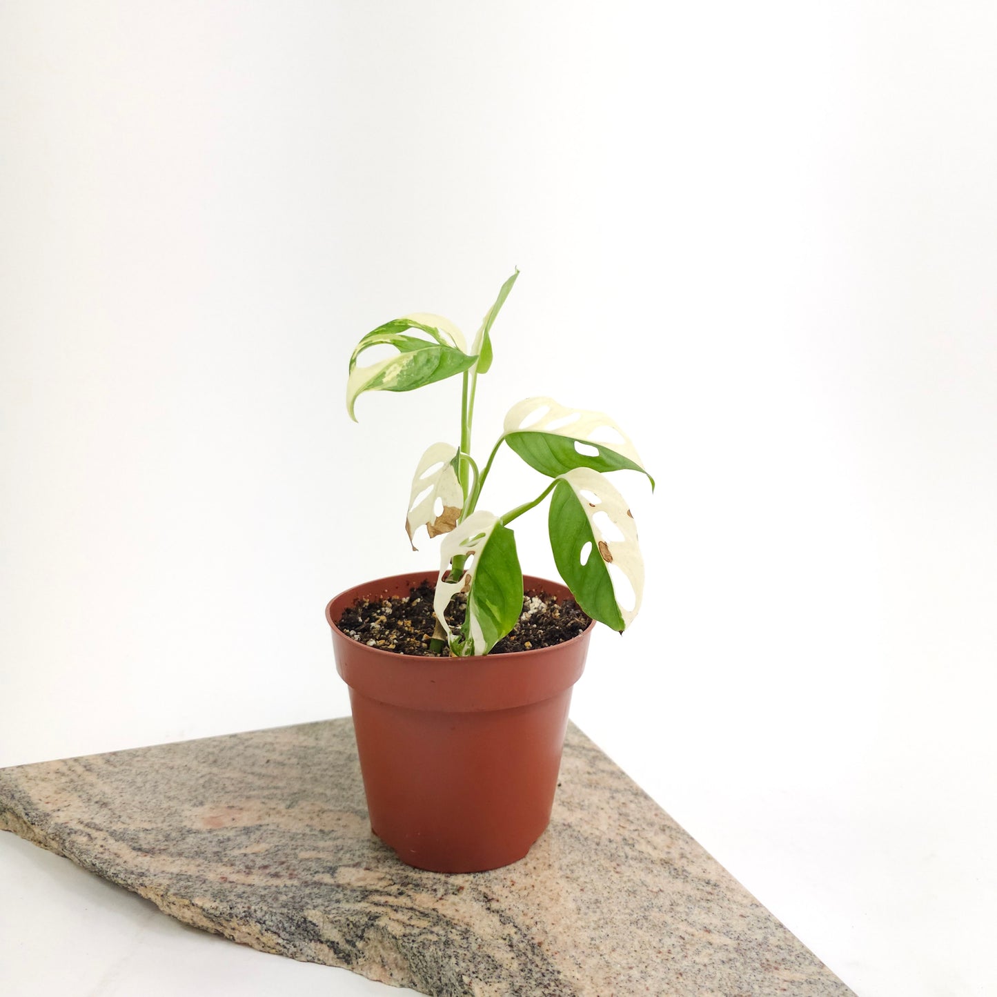 Variegated Swiss Cheese Vine: Monstera adansonii variegata - 5 inch pot *Collector Plant* — plant in pot — indoor plant for sale by Promise Supply for delivery and pickup in Toronto.