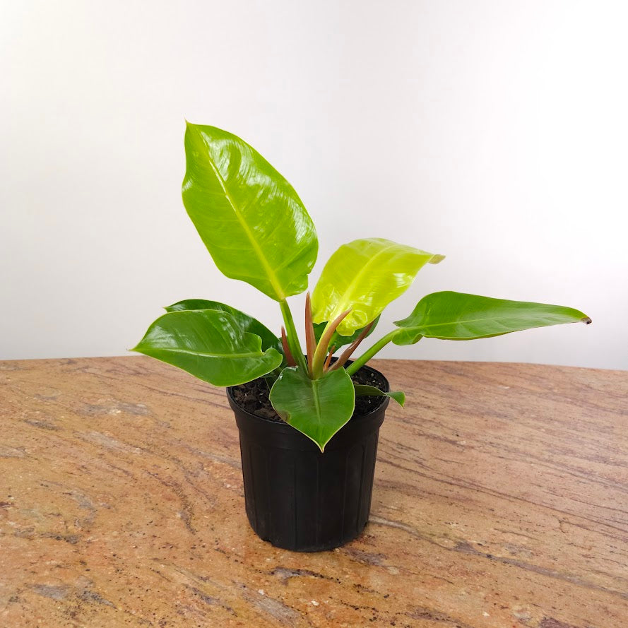 Moonlight: Philodendron - 8 inch pot - 1-2 foot tall — plant in pot — indoor plant for sale by Promise Supply for delivery and pickup in Toronto.