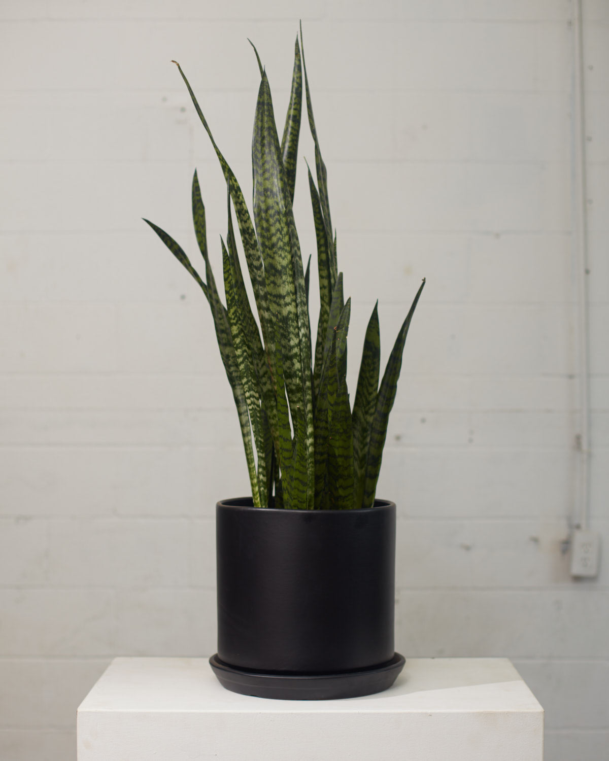Black Coral Snake Plant: Sansevieria trifasciata - 8 inch pot - 2 foot tall