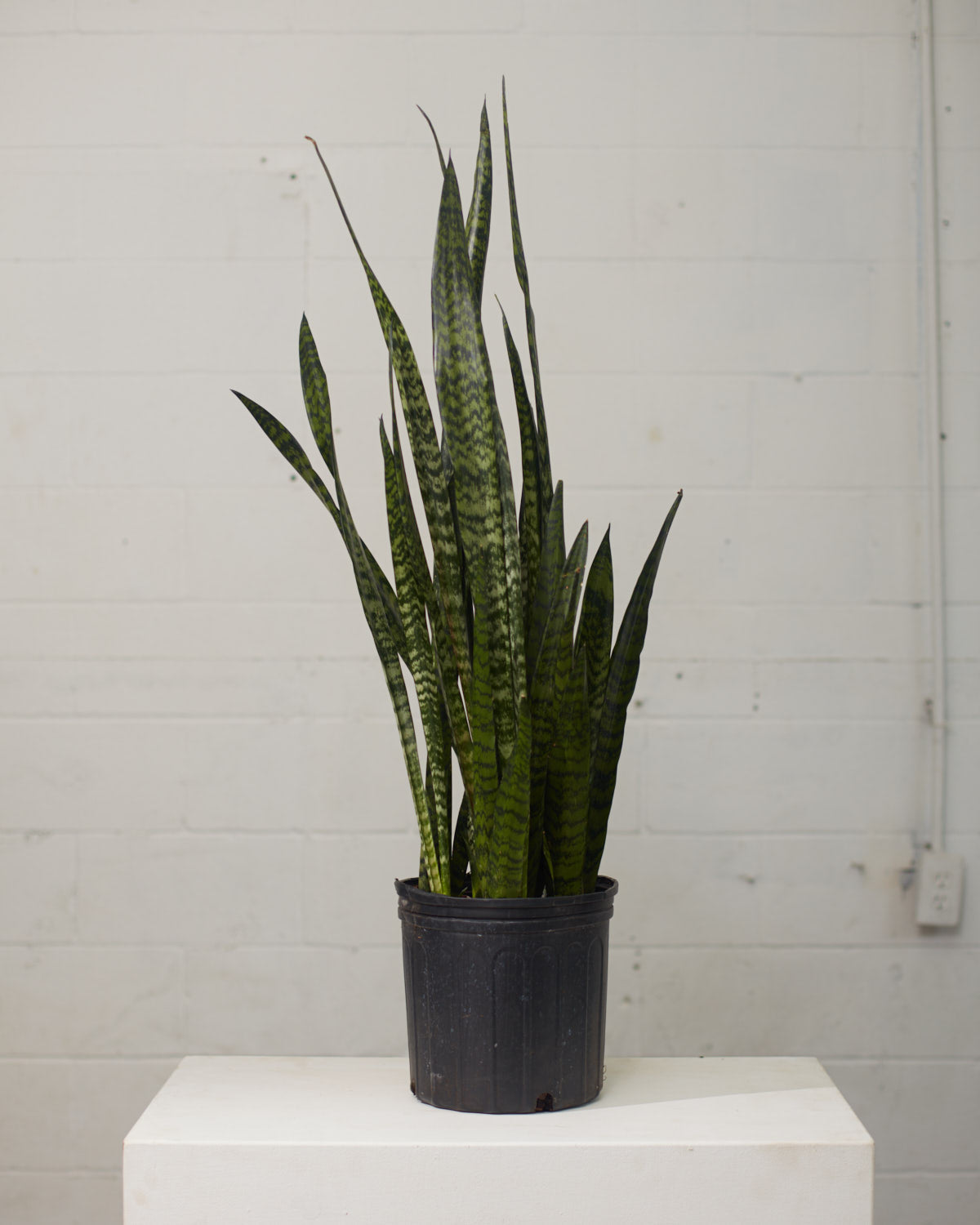 Black Coral Snake Plant: Sansevieria trifasciata - 8 inch pot - 2 foot tall