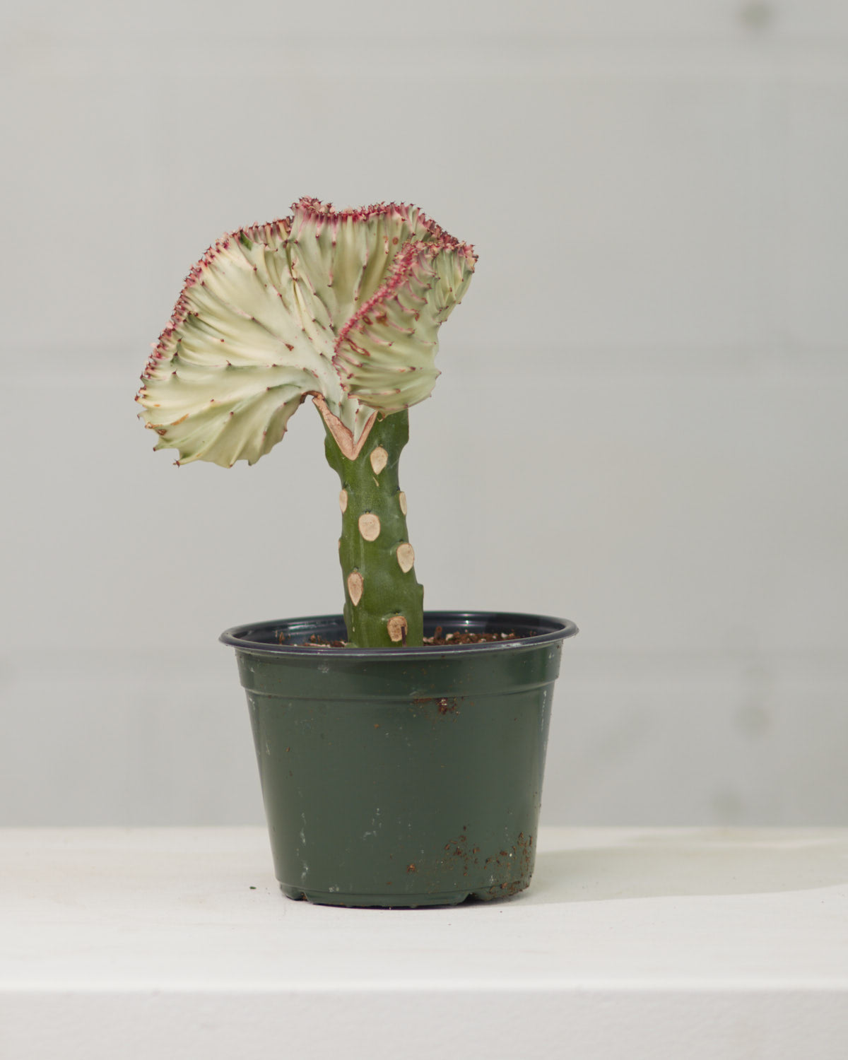 White Grafted Coral Cactus: Euphorbia lactea 'Cristata' - 6 inch pot — indoor plant — indoor plant for sale by Promise Supply for delivery and pickup in Toronto.