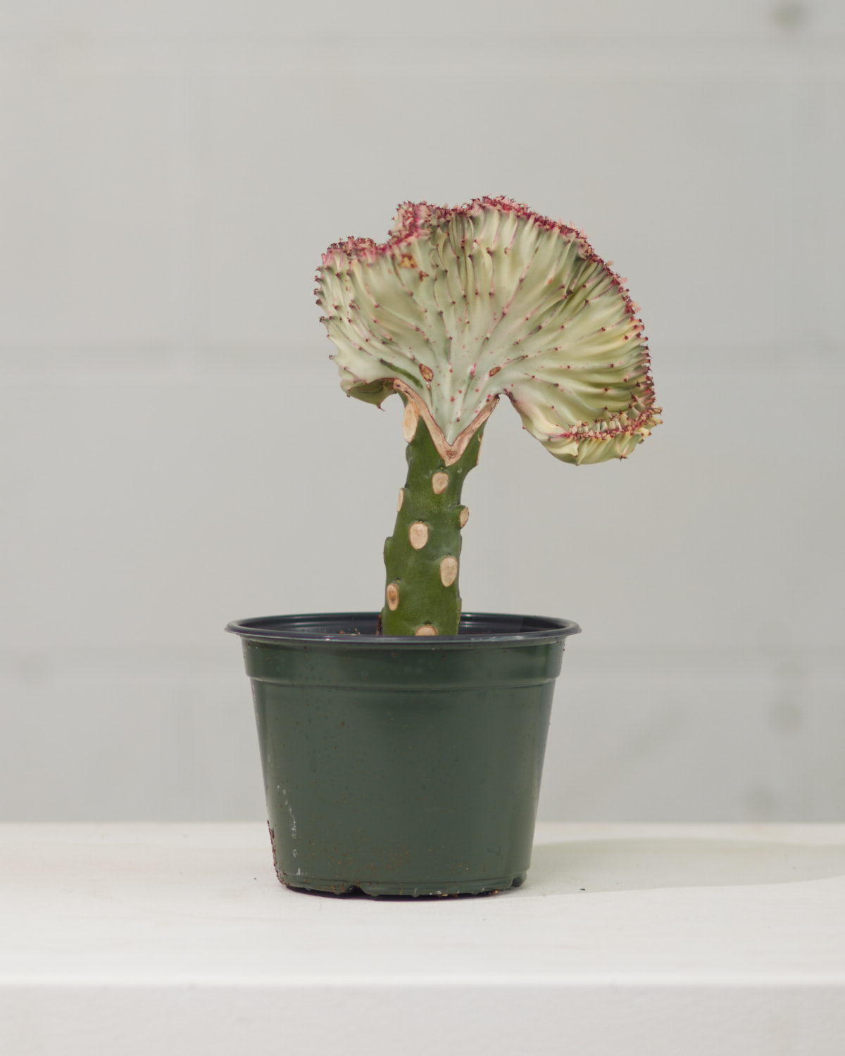 White Grafted Coral Cactus: Euphorbia lactea 'Cristata' - 6 inch pot — indoor plant — indoor plant for sale by Promise Supply for delivery and pickup in Toronto.