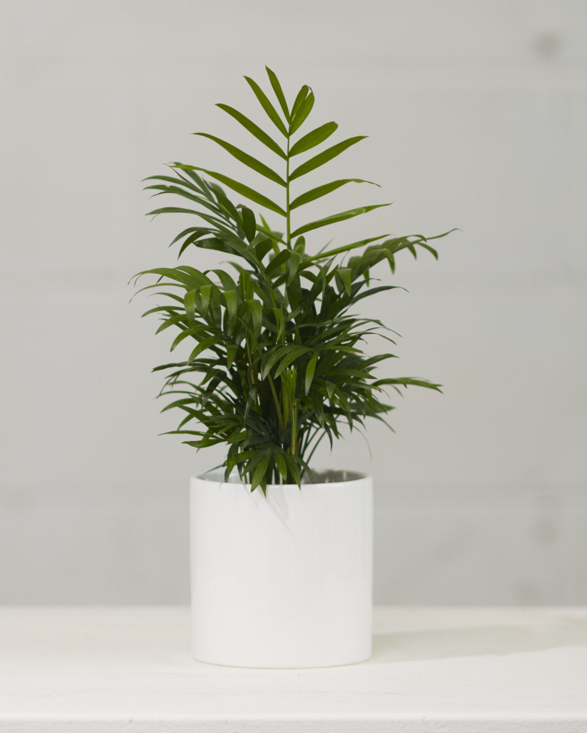 Parlour Palm: Chamaedorea elegans - 4 inch pot