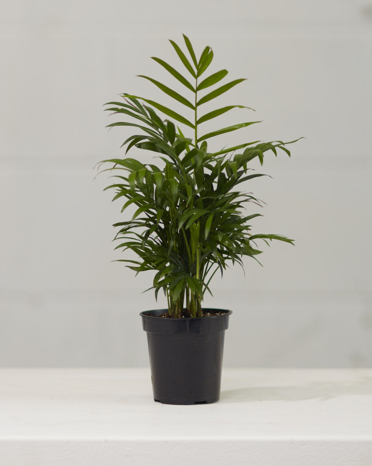 Parlour Palm: Chamaedorea elegans - 4 inch pot