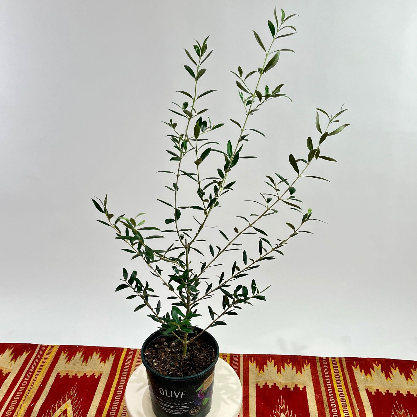 Olive Tree: Olea europaea 'Arbequina' - 8 inch pot - 2-3 foot tall