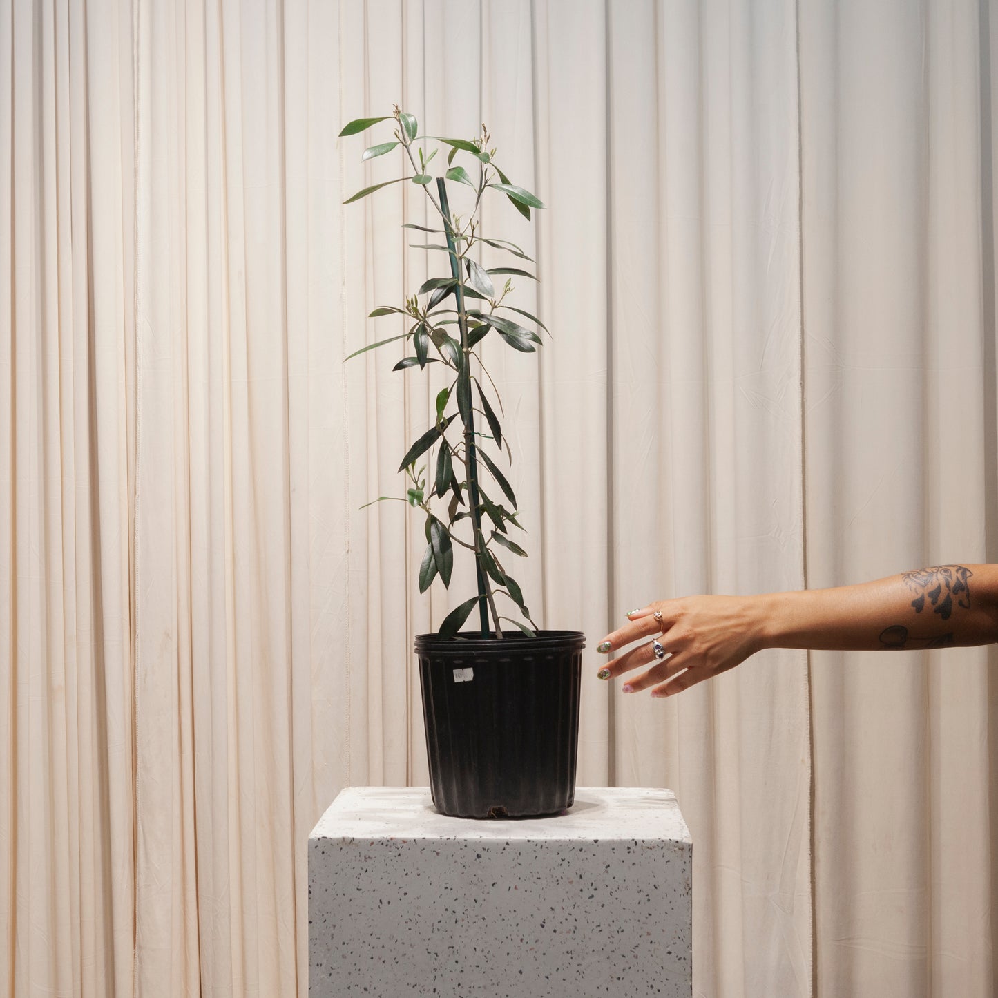 Olive Tree: Olea europaea 'Arbequina' - 6 inch pot - 2-3 foot tall — plant in pot — indoor plant for sale by Promise Supply for delivery and pickup in Toronto.