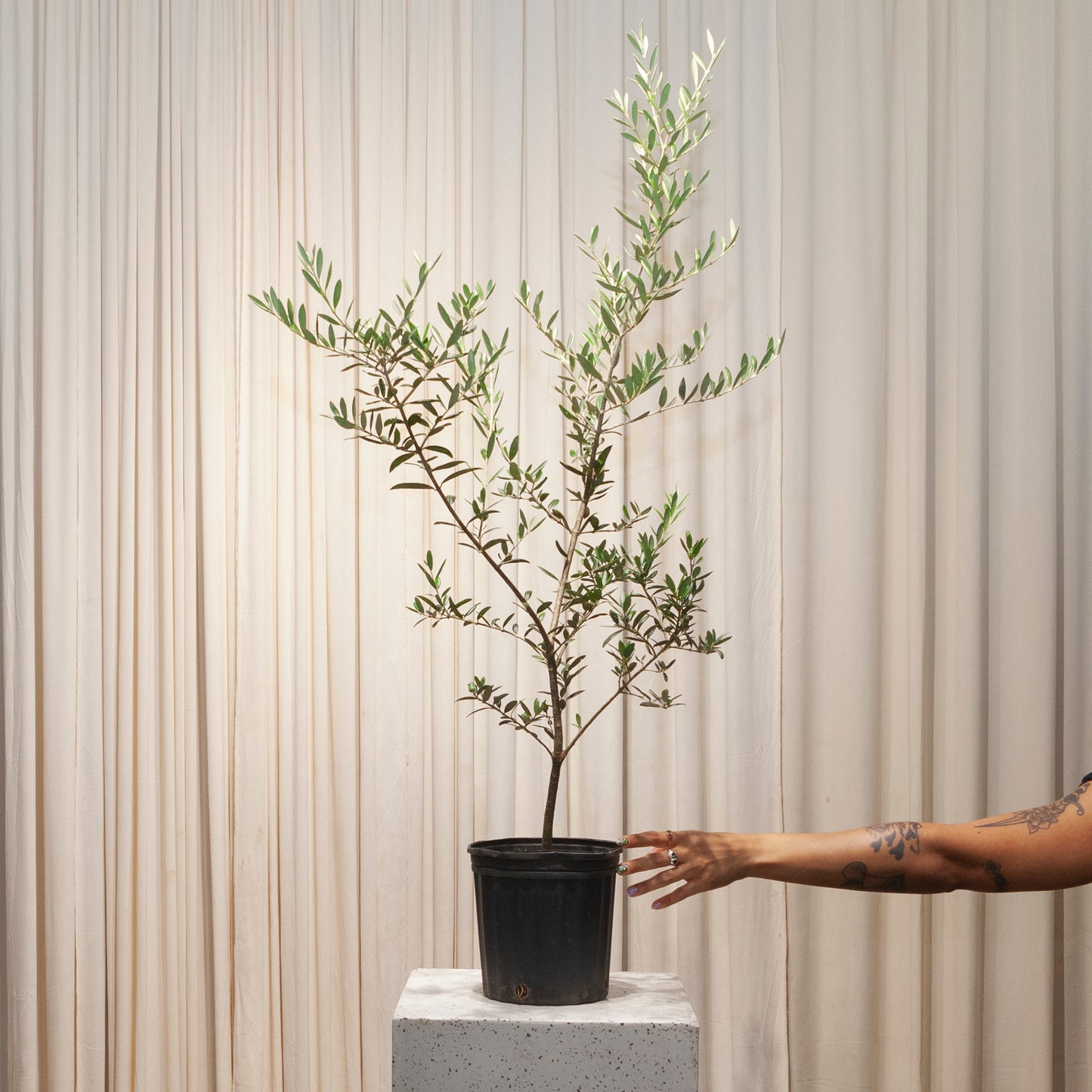 Olive Tree: Olea europaea 'Arbequina' - 8 inch pot - 2-3 foot tall — plant in pot — indoor plant for sale by Promise Supply for delivery and pickup in Toronto.