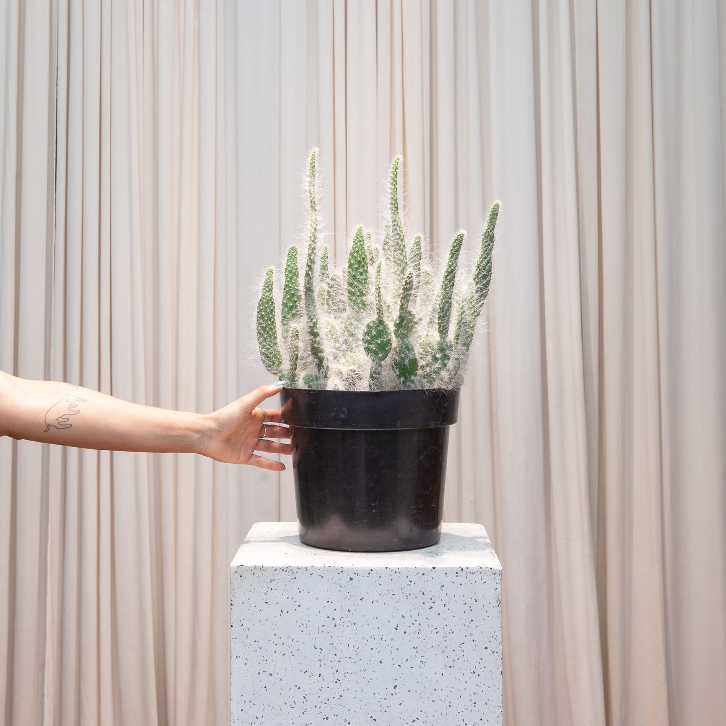 Fuzzy Prickly Pear Cactus: Opuntia phaeacantha 'Snow' - 10 inch pot — plant in pot — indoor plant for sale by Promise Supply for delivery and pickup in Toronto.