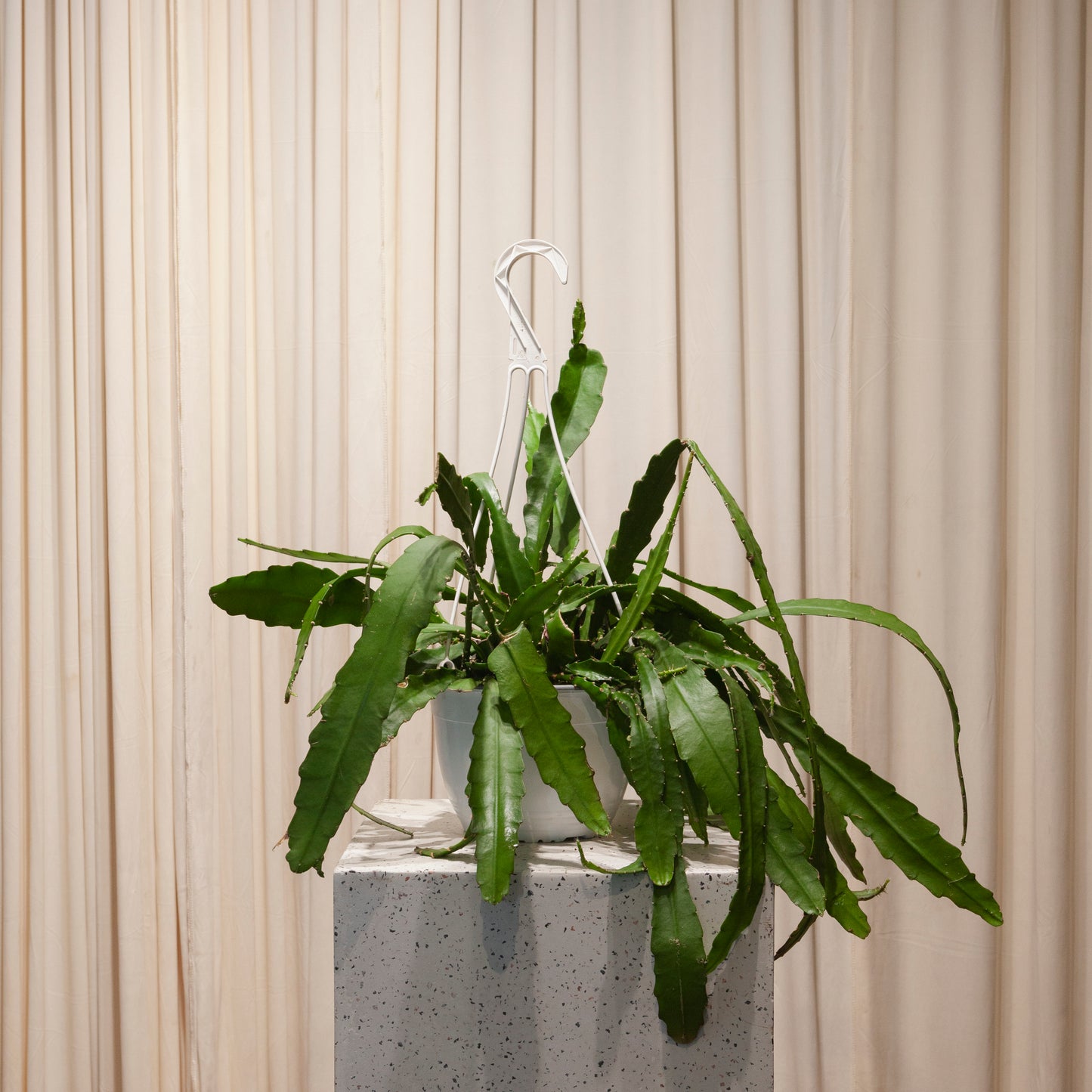 Orchid Cactus: Disocactus ackermannii - 8 inch hanging basket — indoor plant — indoor plant for sale by Promise Supply for delivery and pickup in Toronto.