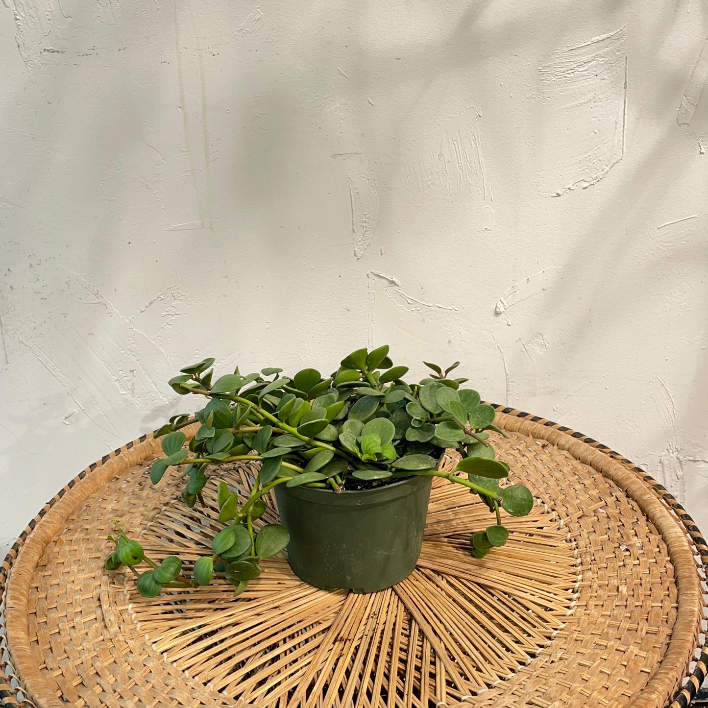 Peperomia Hope: Peperomia perciliata - 6 inch pot — indoor plant — indoor plant for sale by Promise Supply for delivery and pickup in Toronto.