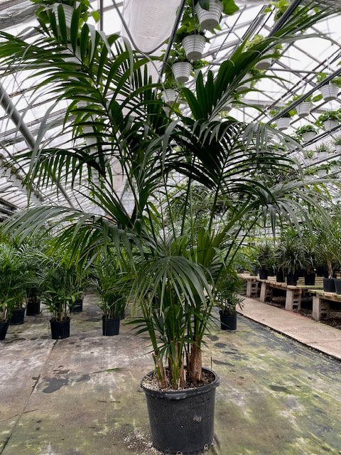 Kentia Palm: Howea forsteriana - 17 inch pot